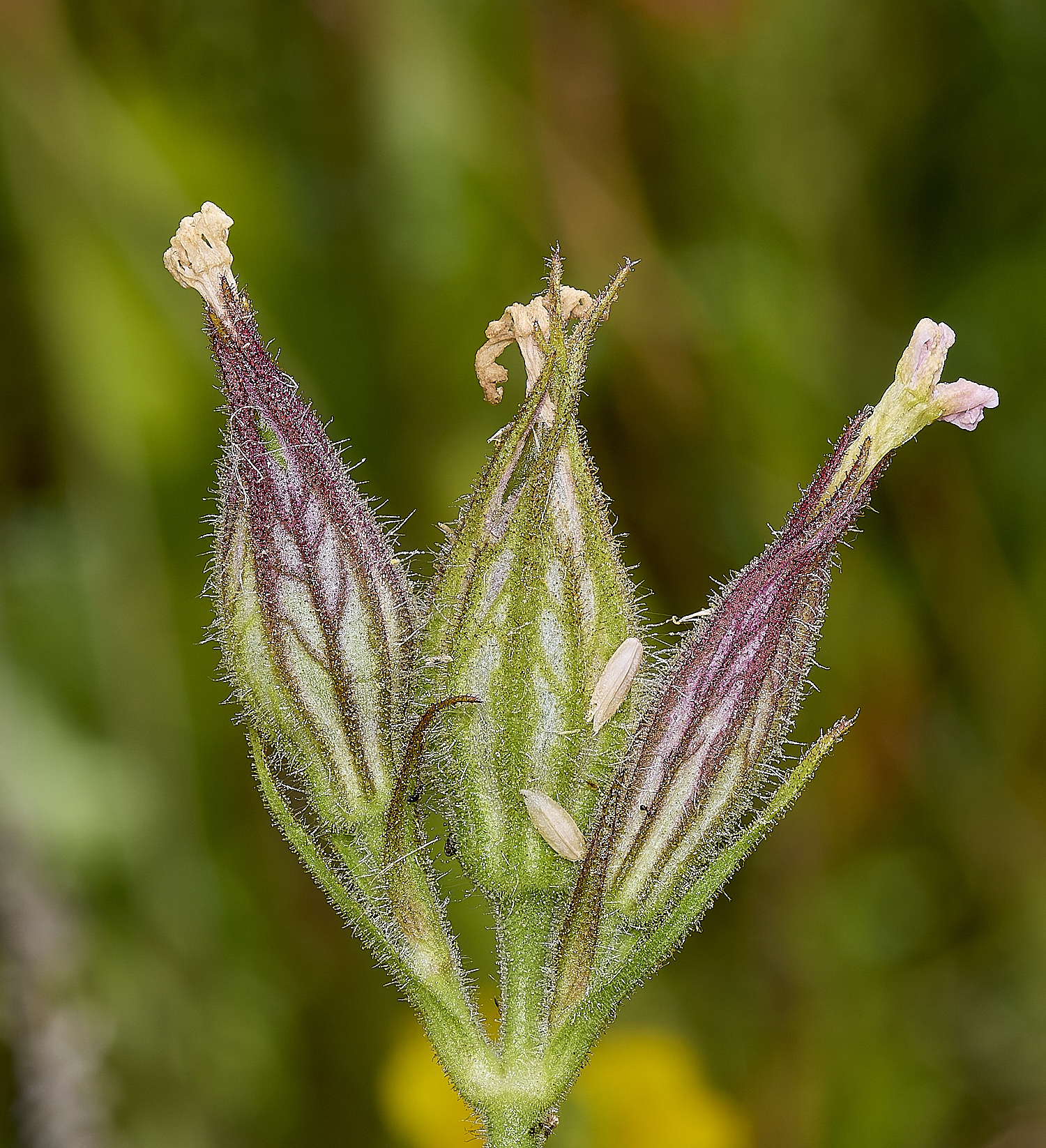 GrimstonHeathCatchfly270724-1-NEF-