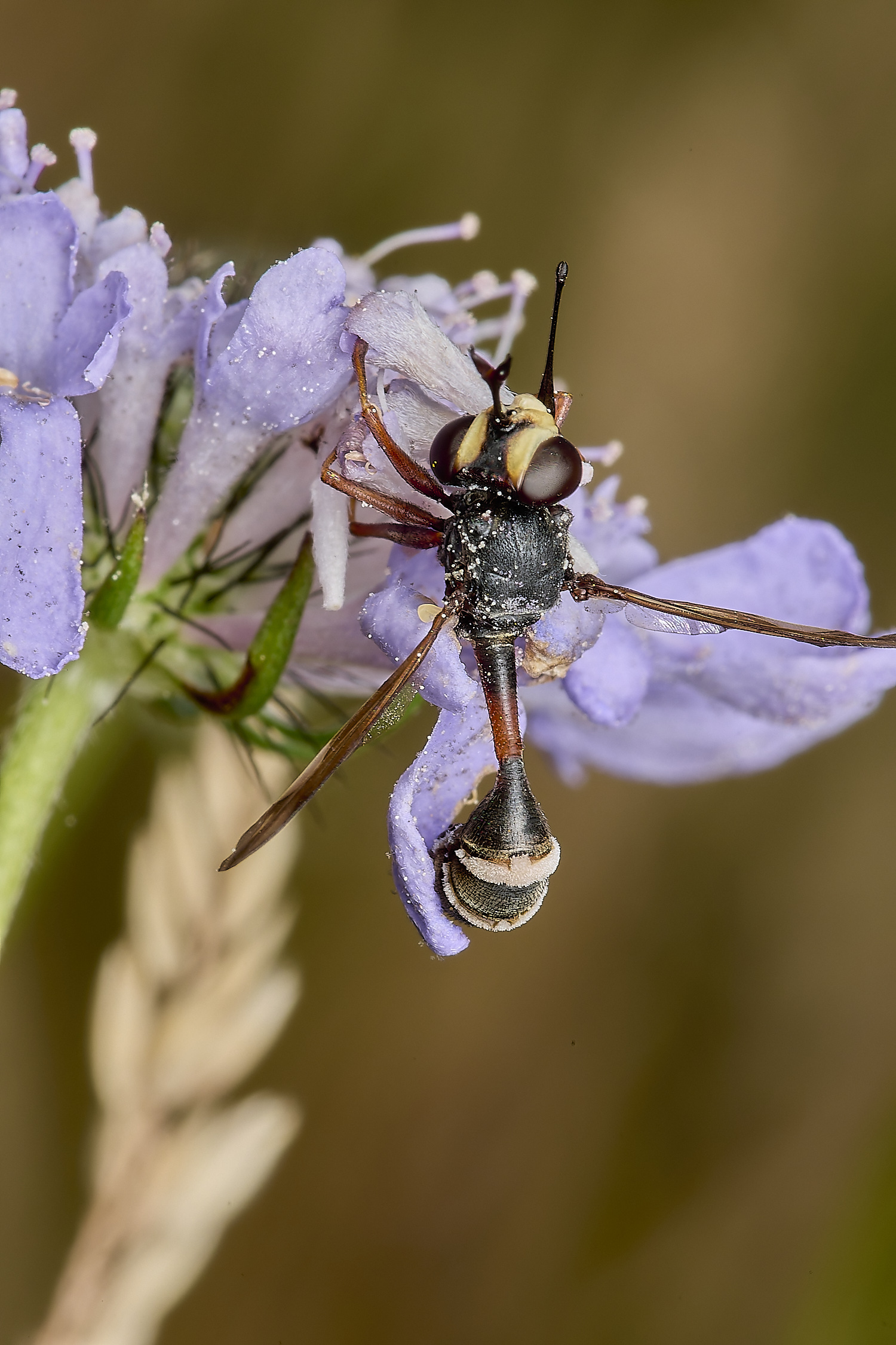 GrimstonHeathConopid270724-1-NEF-