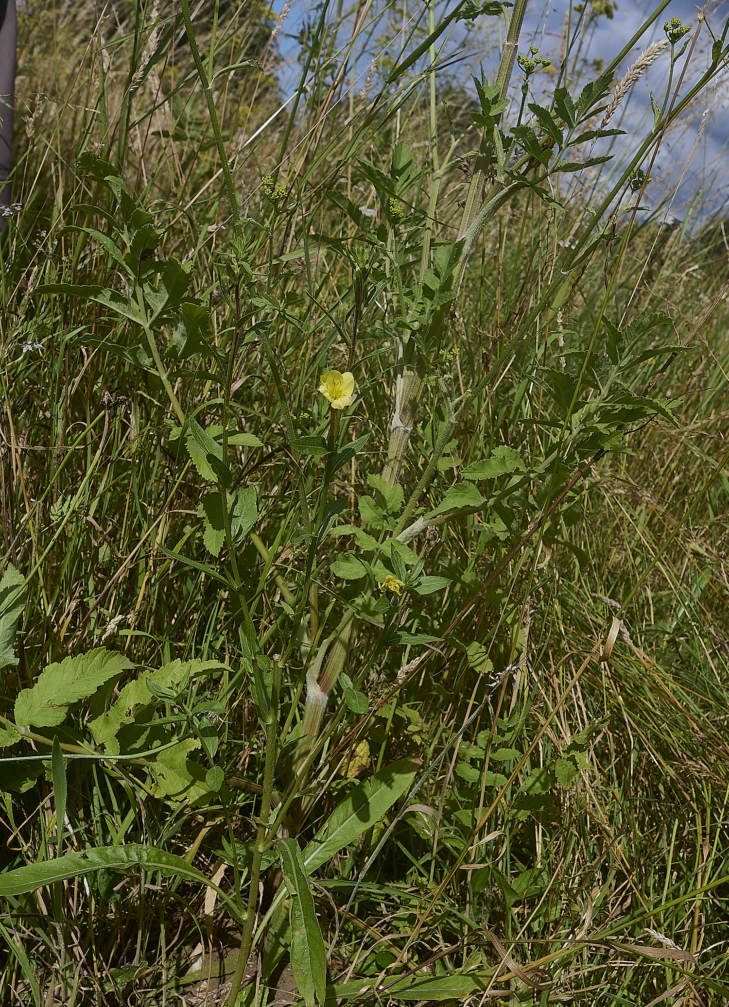 GrimstonHeathEevningPrimrose270724-1-NEF-