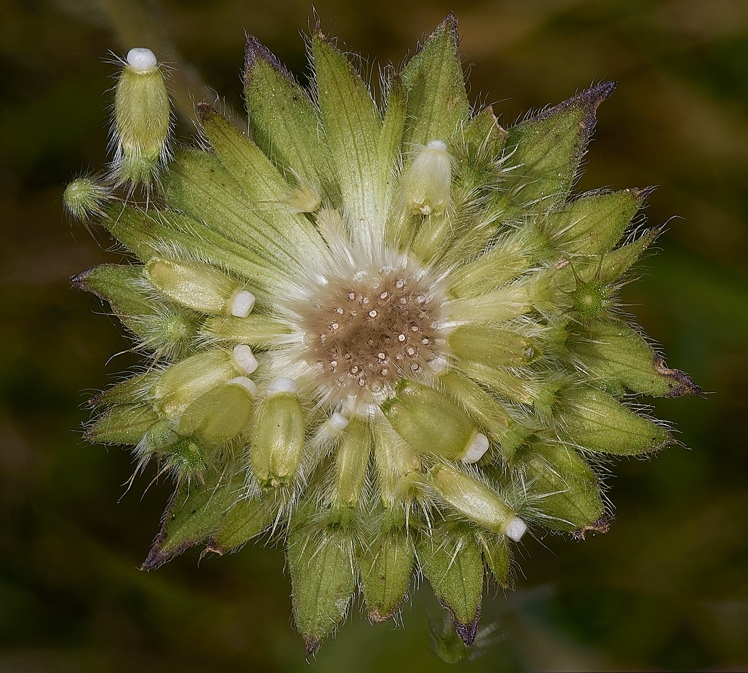 GrimstonHeathFieldScabious270724-1-NEF-