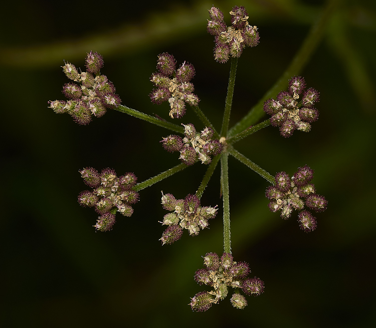 GrimstonHeathHadgeParsley270724-1-NEF-