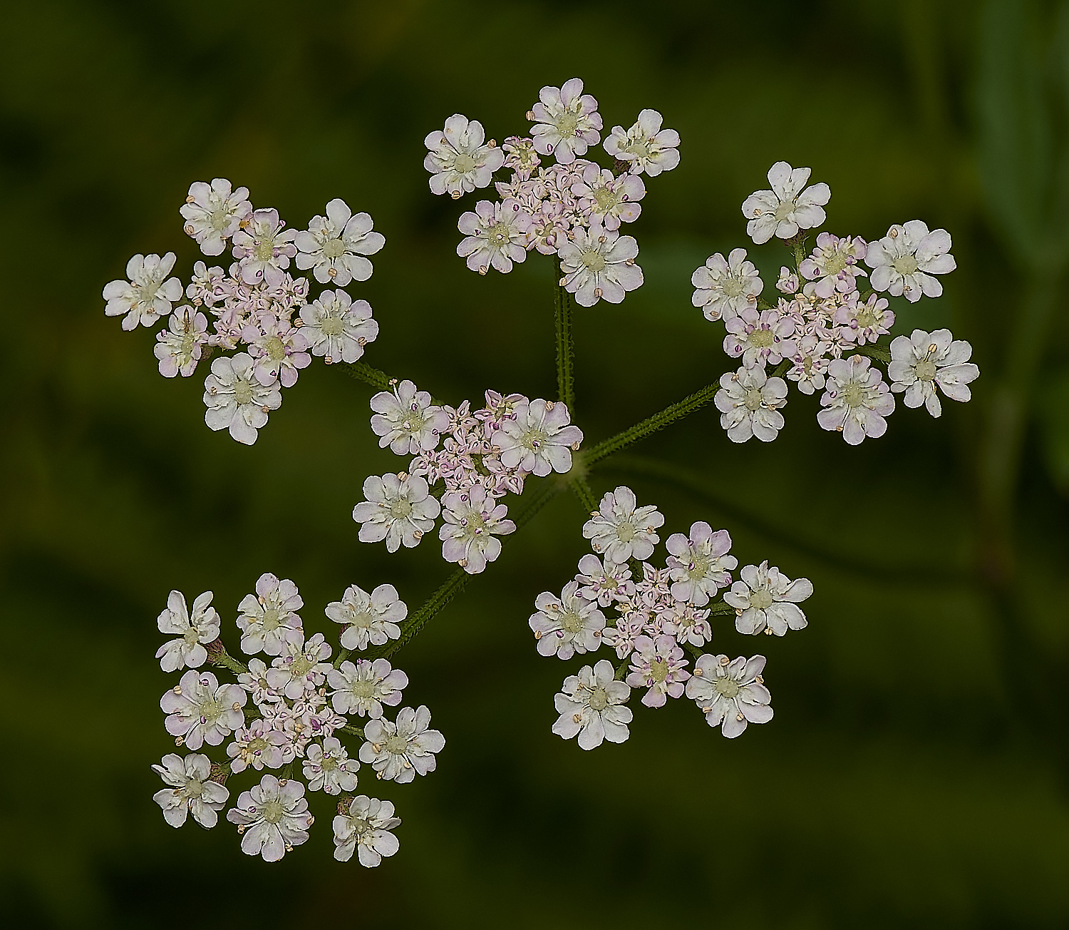 GrimstonHeathHadgeParsley270724-2-NEF-