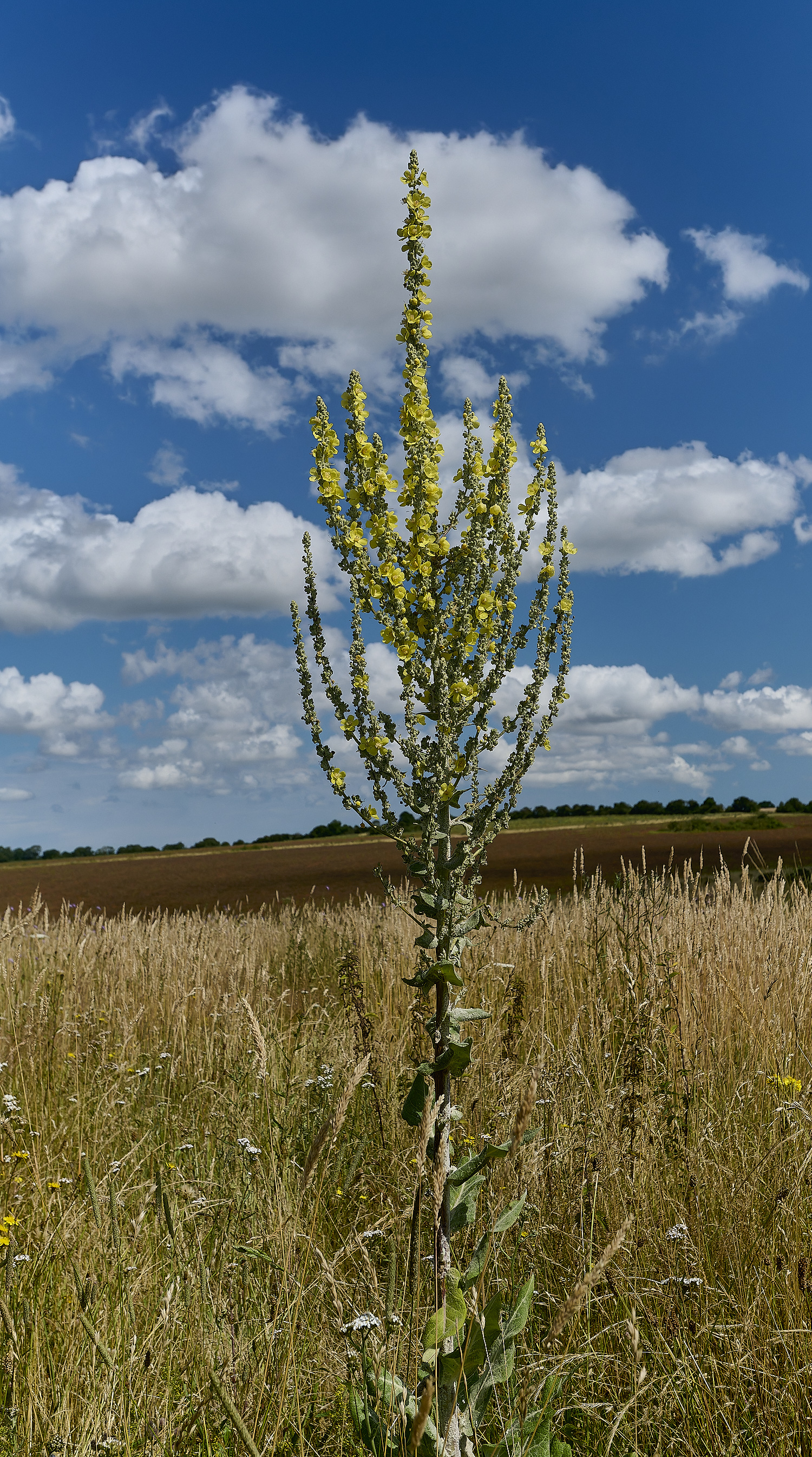 GrimstonHeathVerbascum270724-2-NEF-