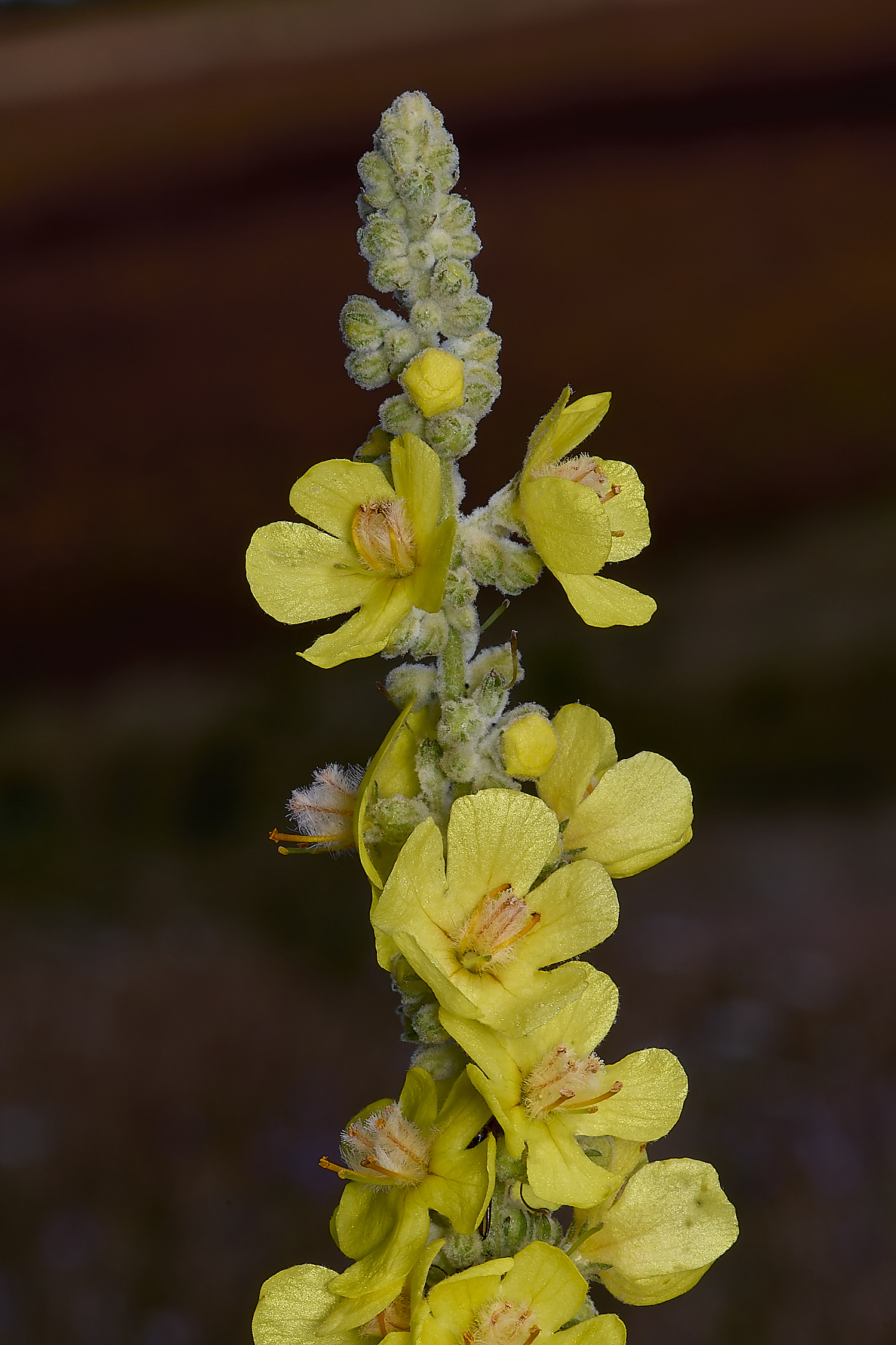 GrimstonHeathVerbascum270724-3-NEF-