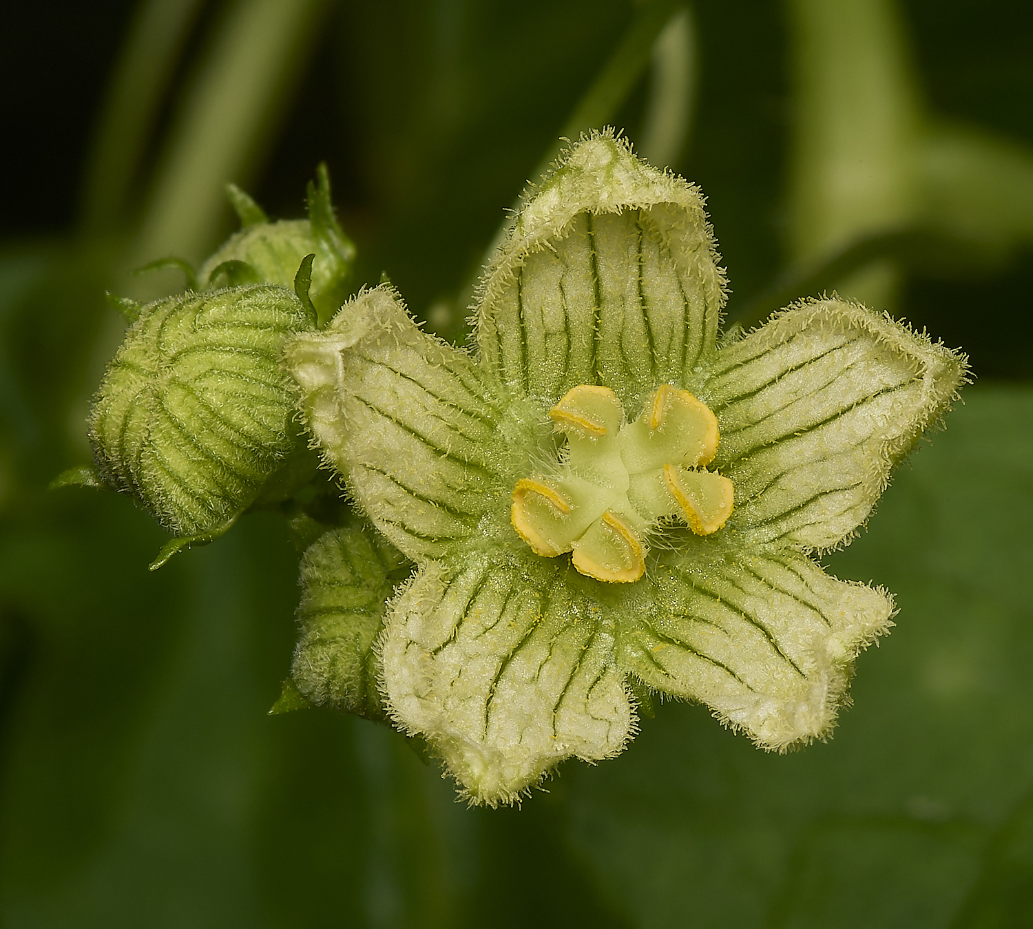 GrimstonHeathWhiteBryony270724-2-NEF-