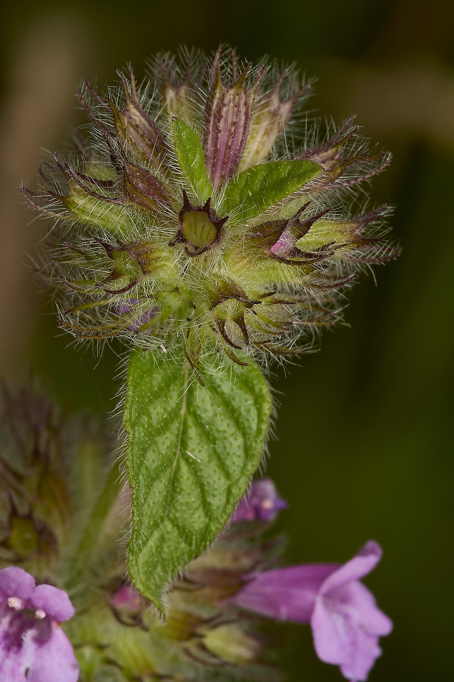 GrimstonHeathWildBasil270724-2-NEF-