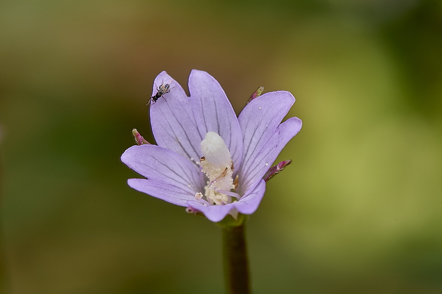 GrimstonHeathWillowHerb270724-1-NEF-