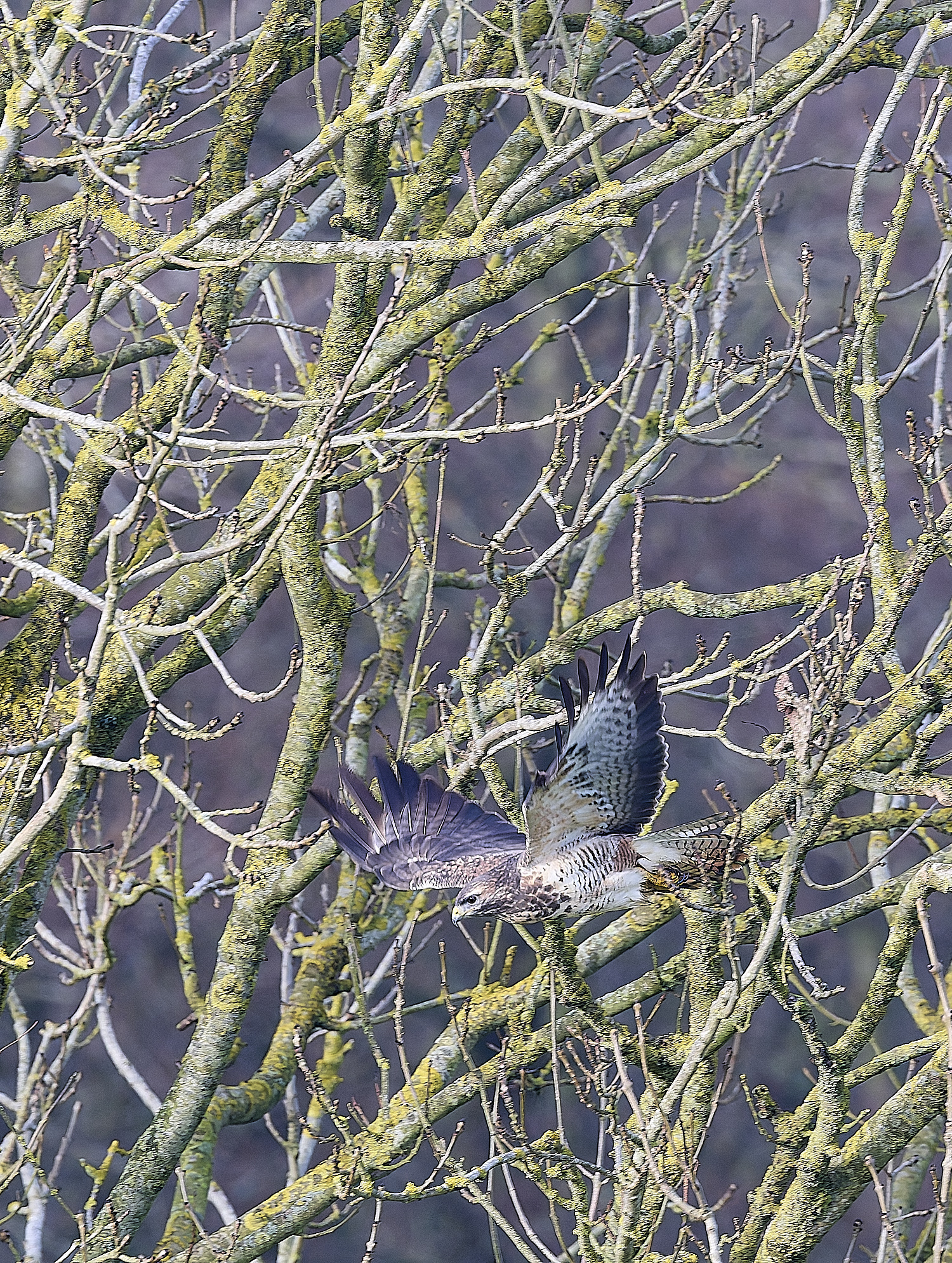 HanworthBuzzard041224-1