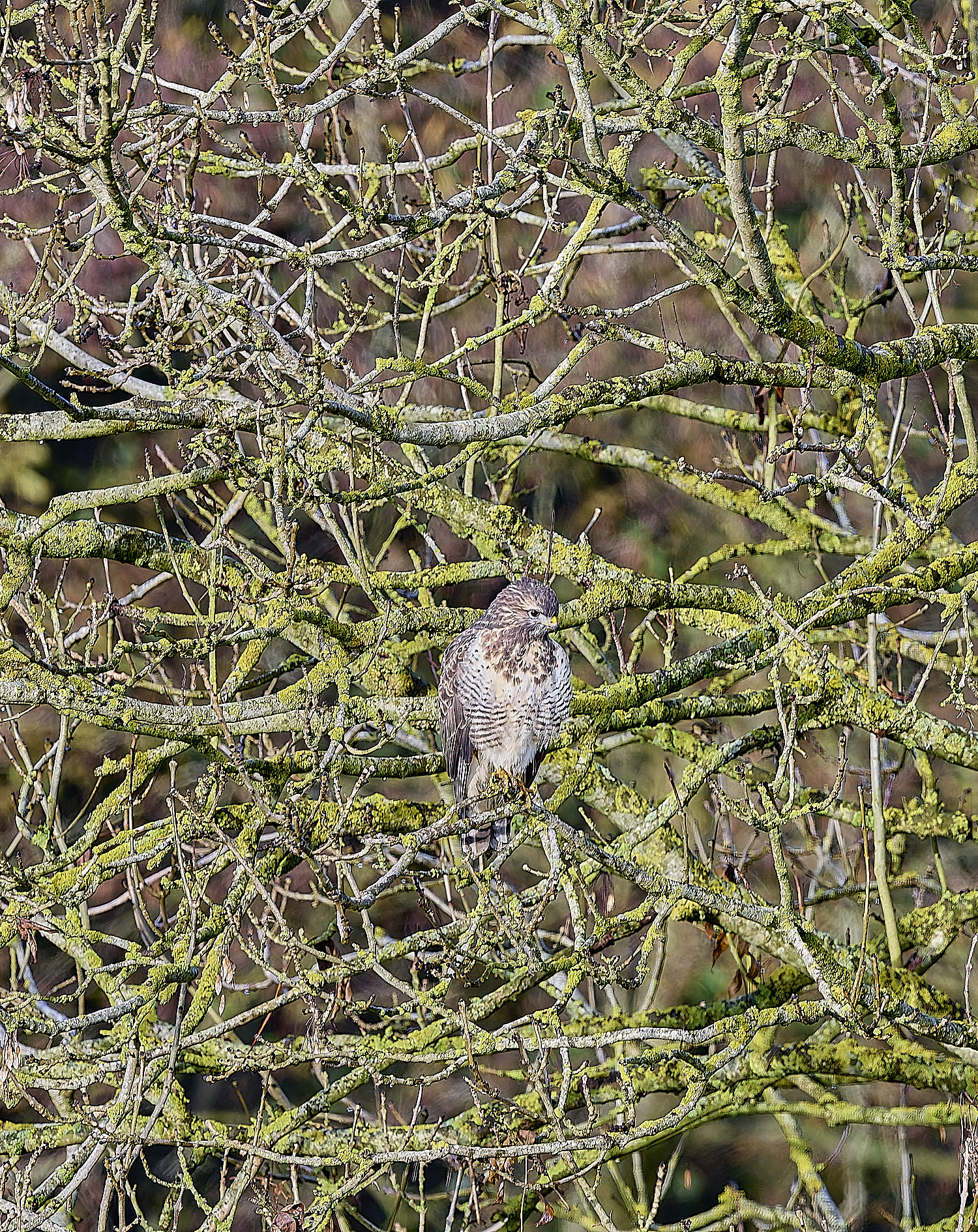 HanworthBuzzard181124-1