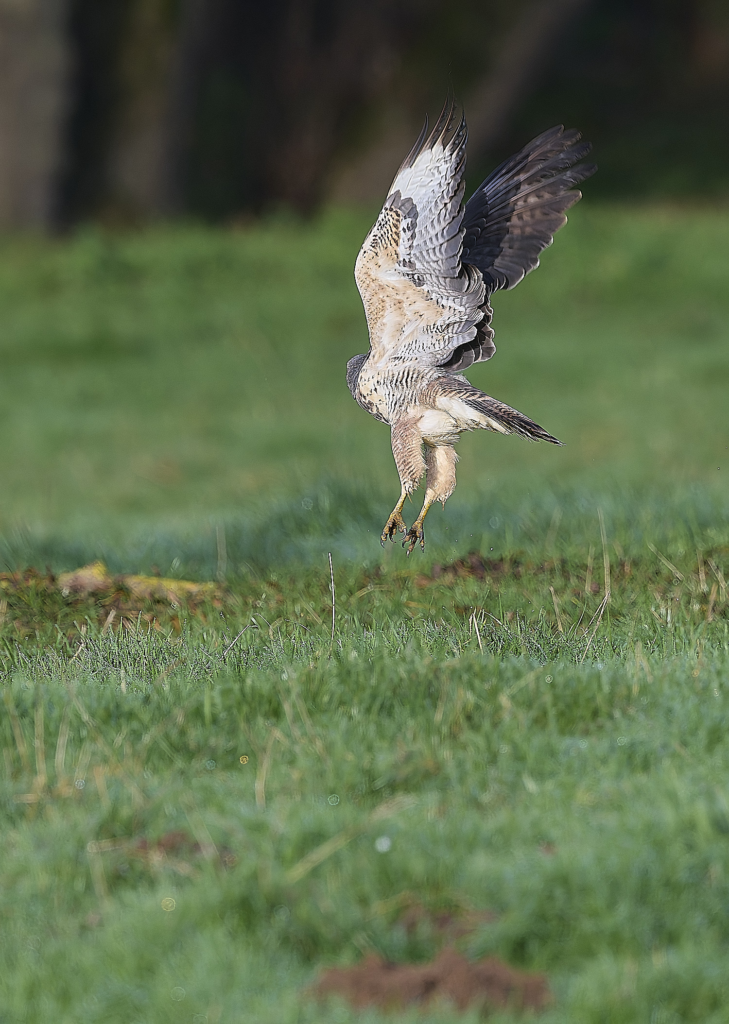 HanworthBuzzard181124-3