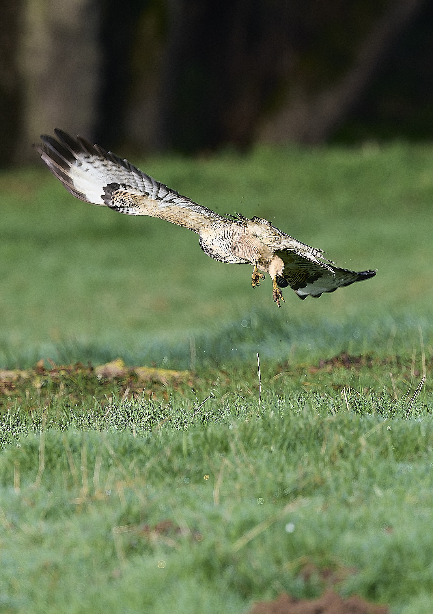 HanworthBuzzard181124-4