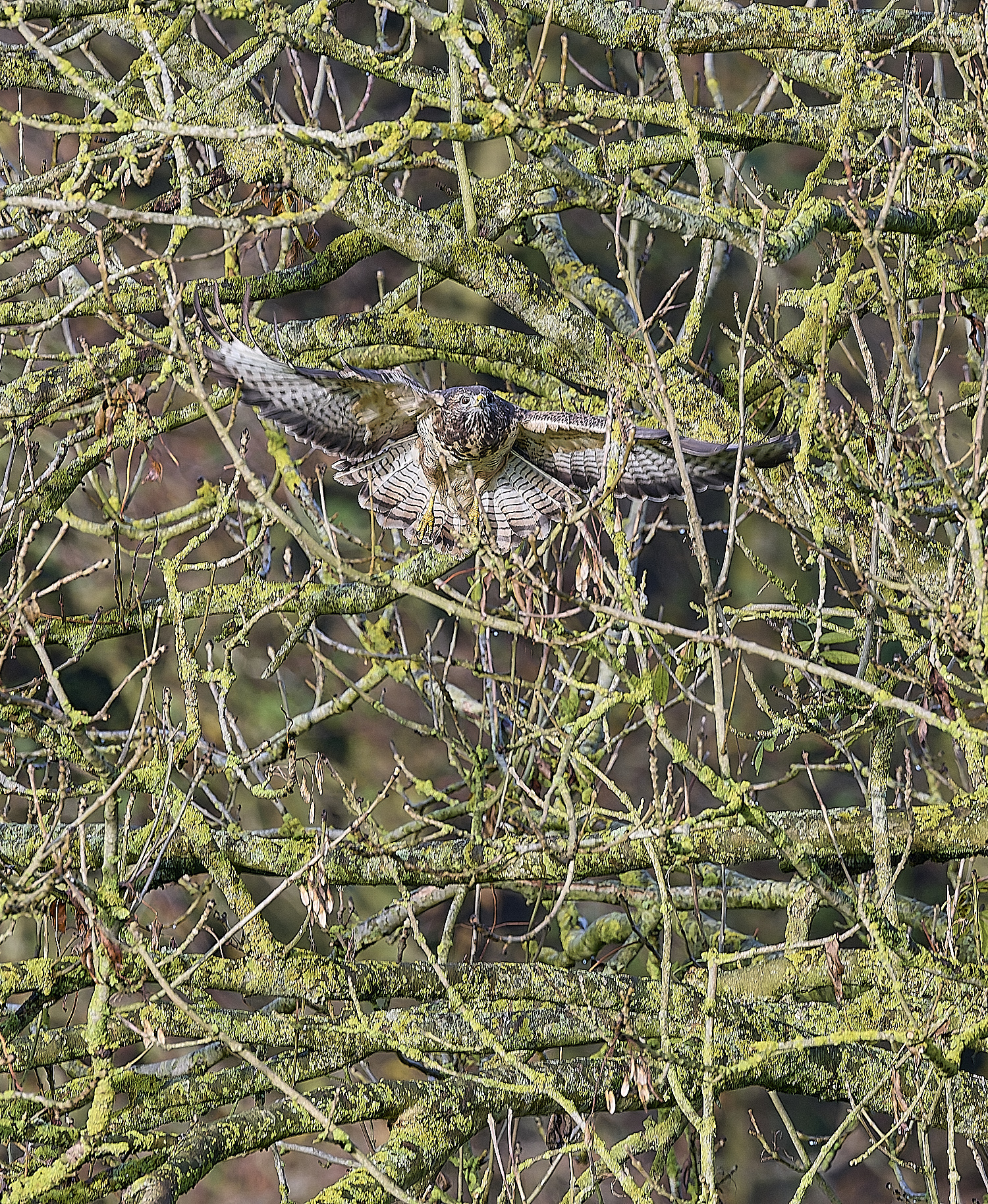 HanworthBuzzard181124-5