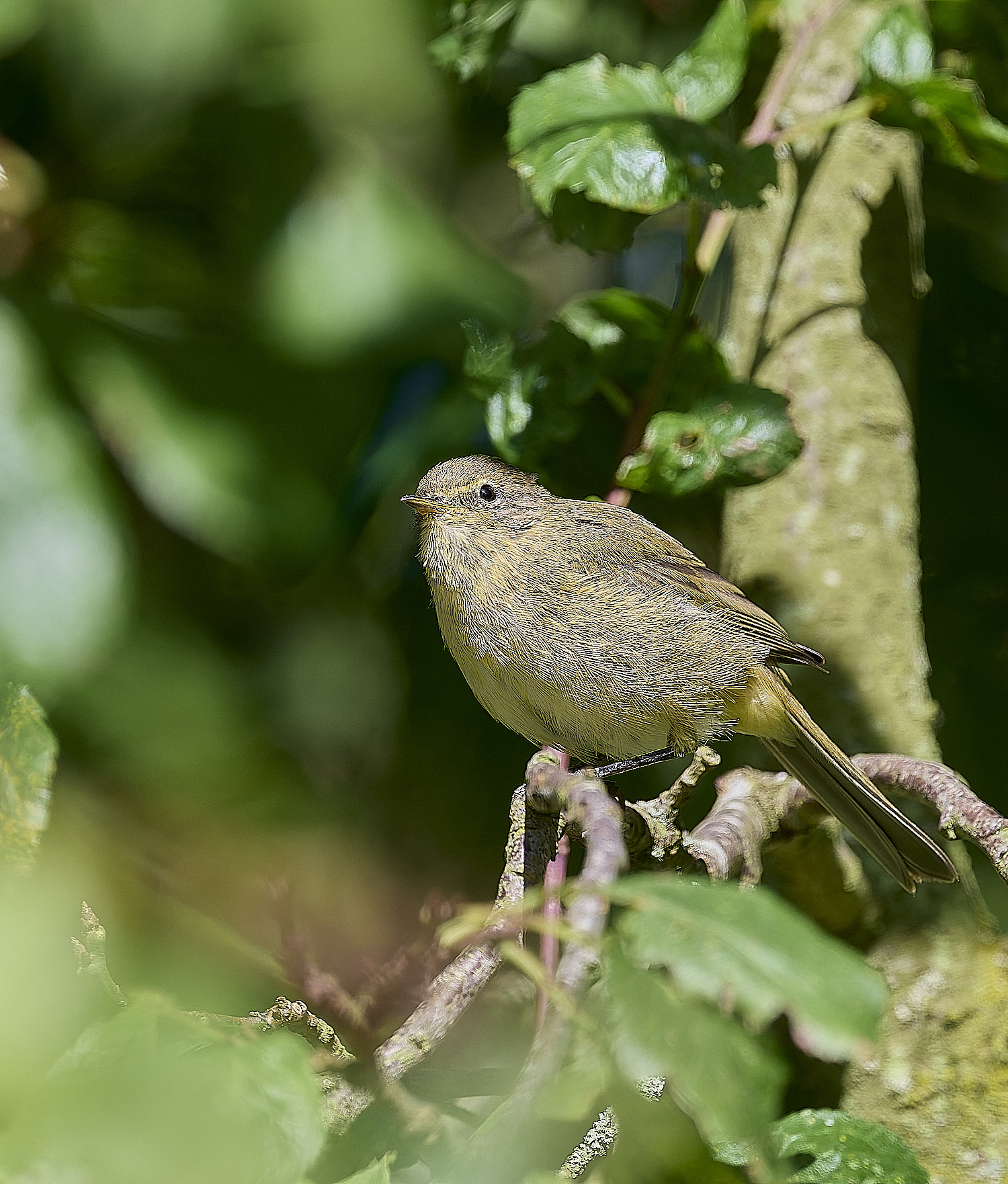 HanworthChiffchaff130924-3