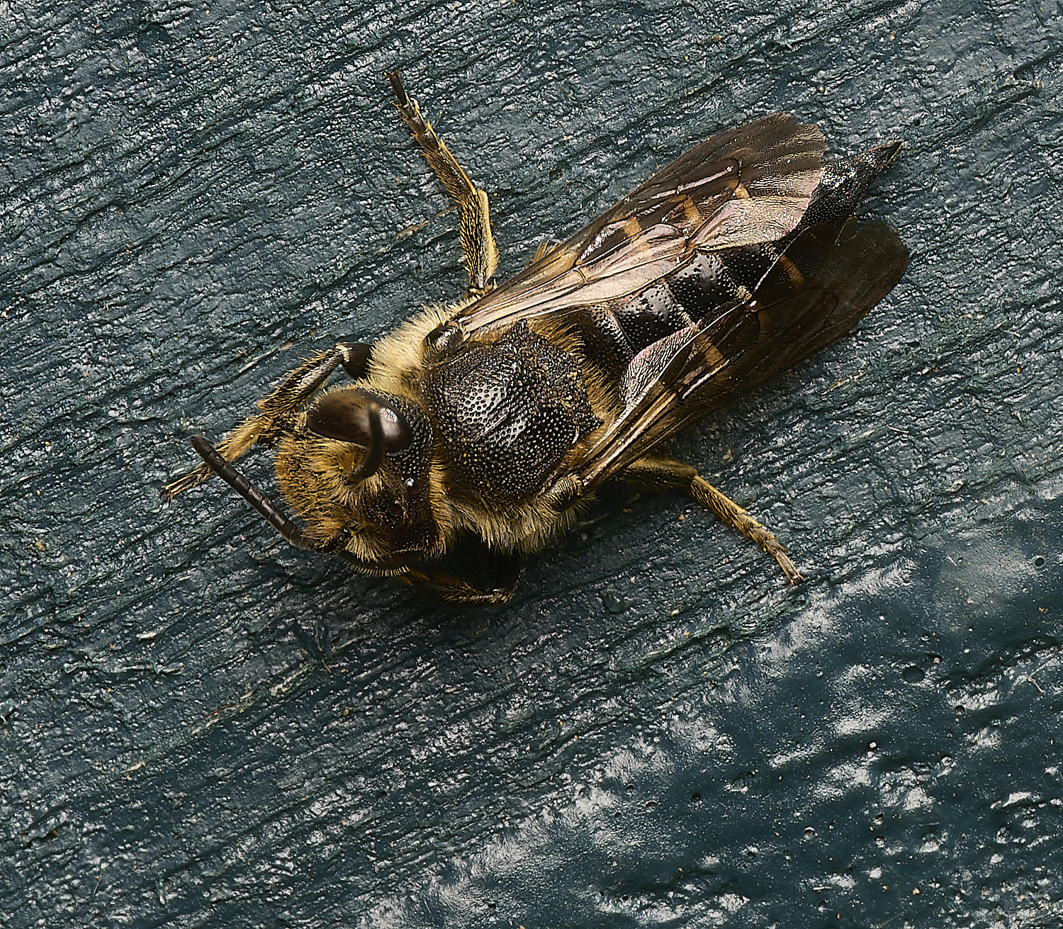 HanworthCoelioxys110824-1