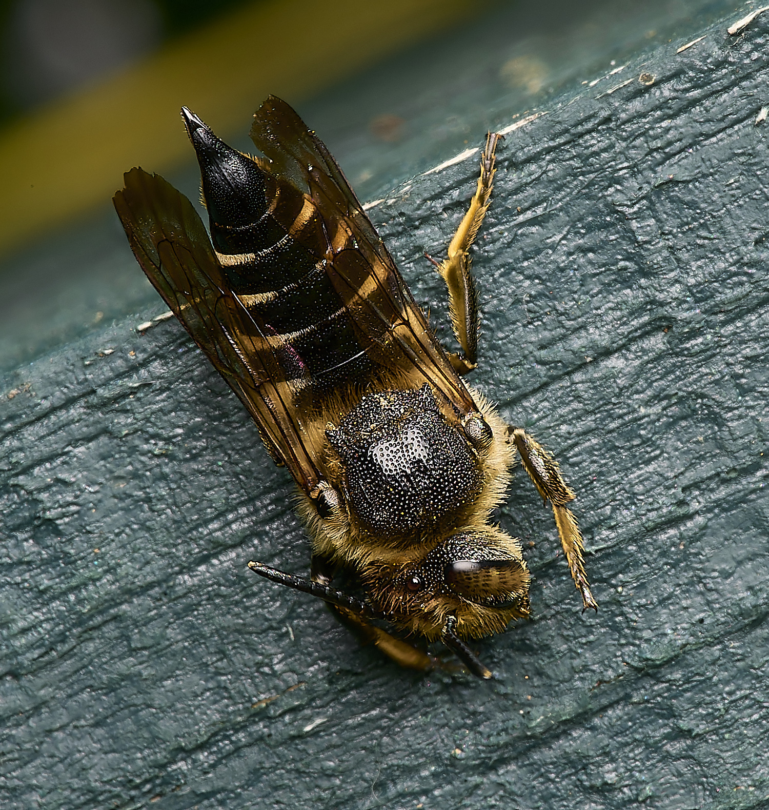 HanworthCoelioxys110824-2