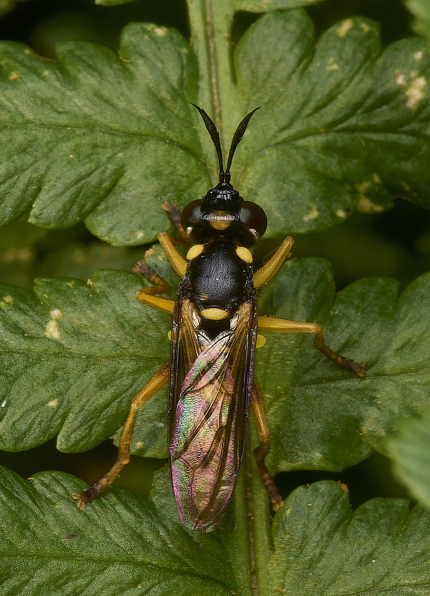 HanworthConopidFly130924-1