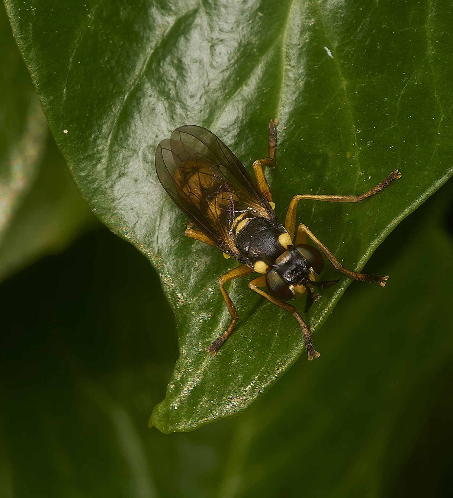 HanworthConopidFly130924-2