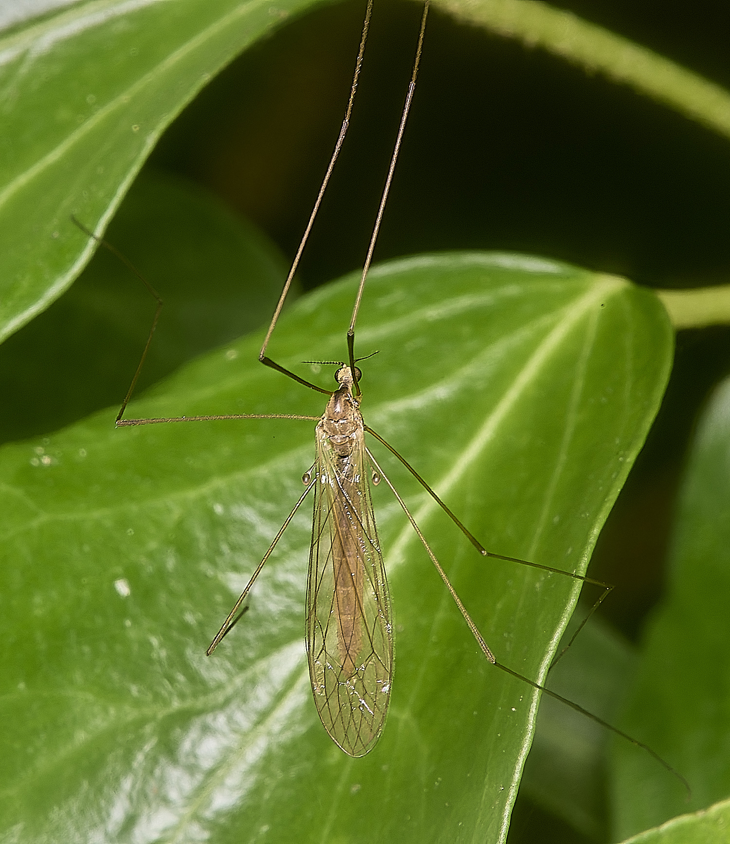 HanworthCraneFly031024-1