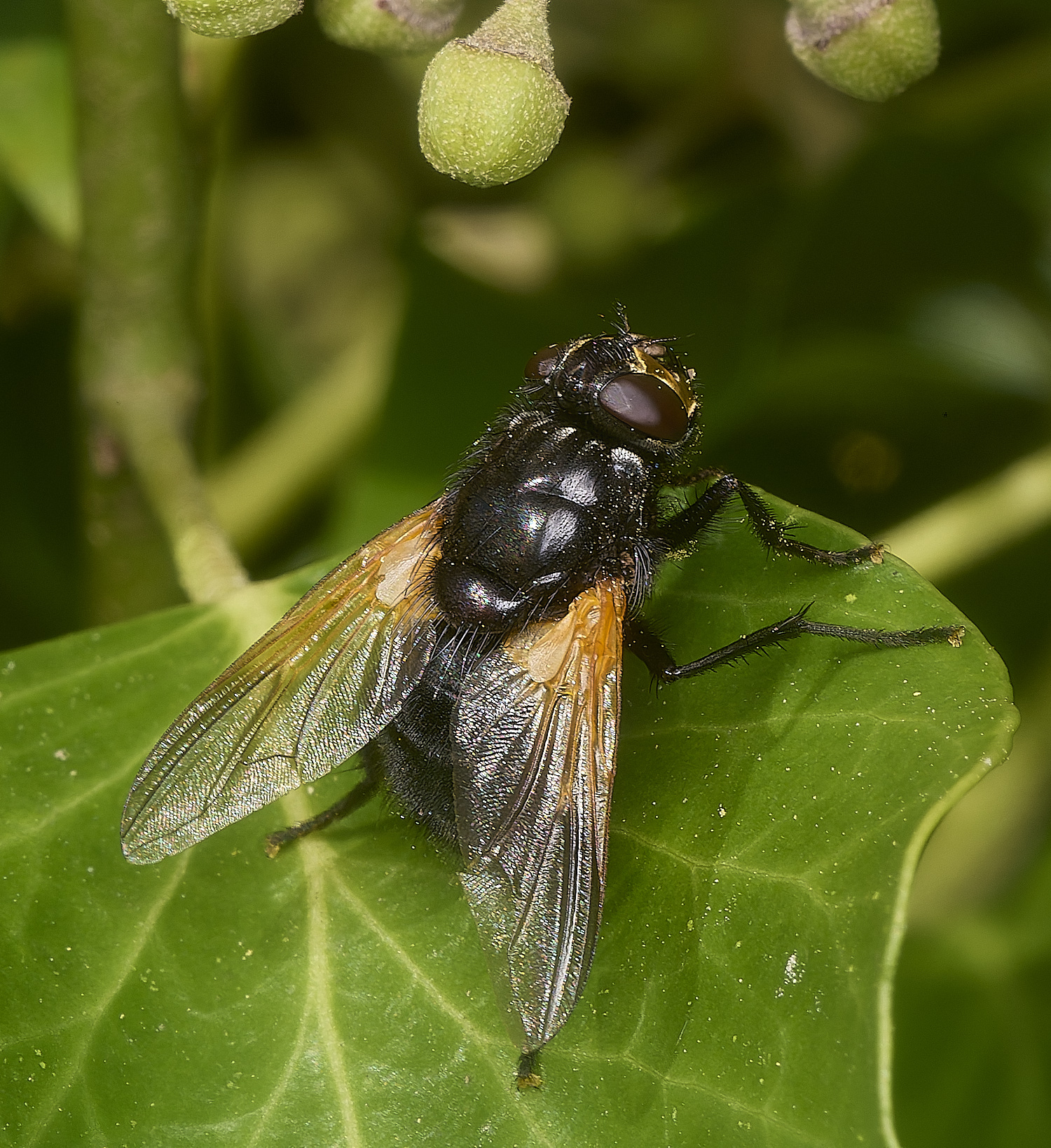 HanworthFly031024-1