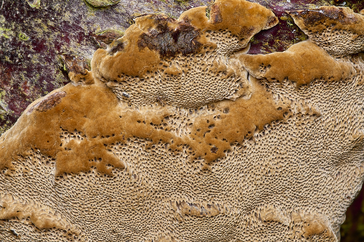 HanworthFungus031024-1