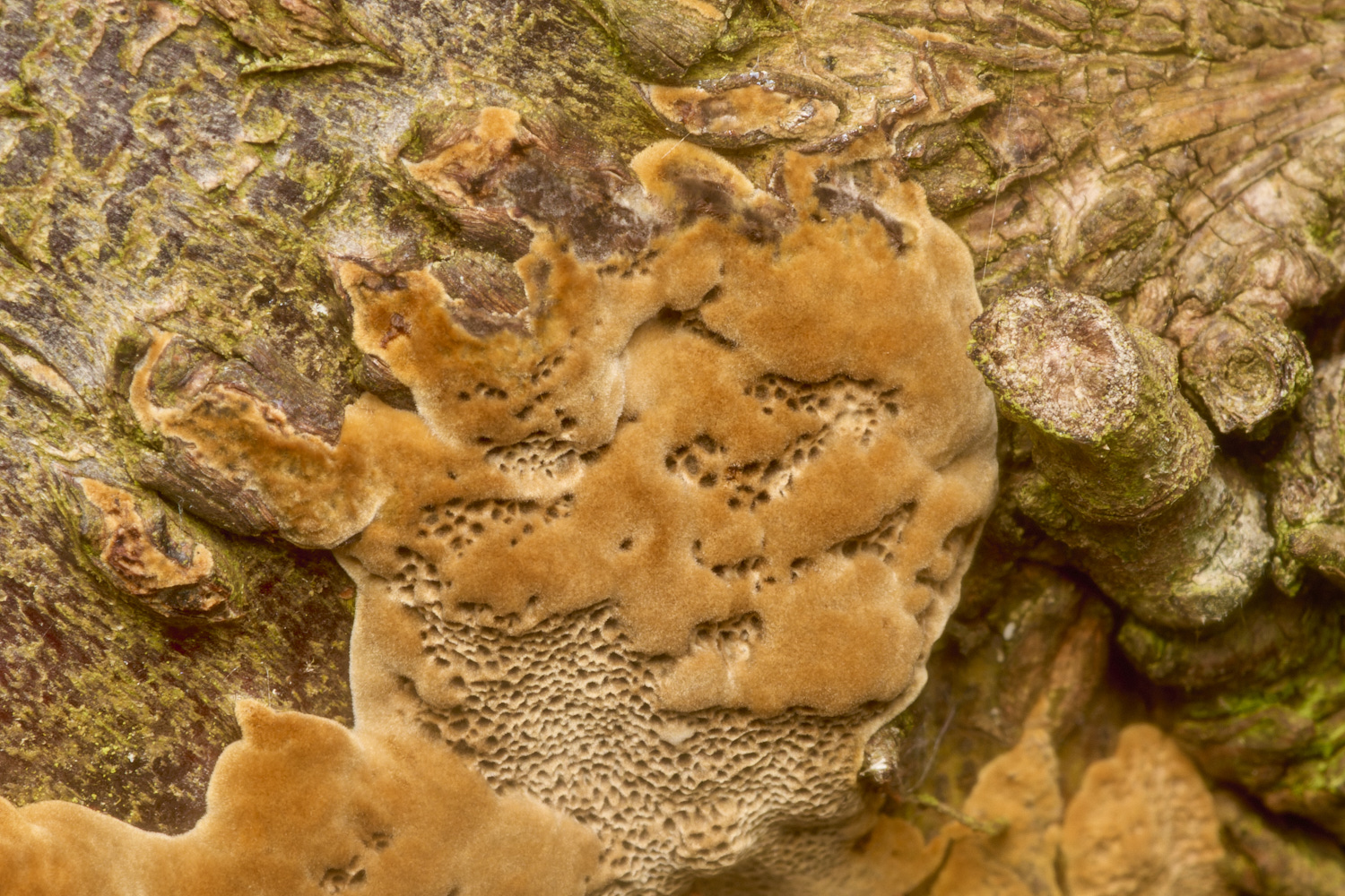 HanworthFungus031024-2