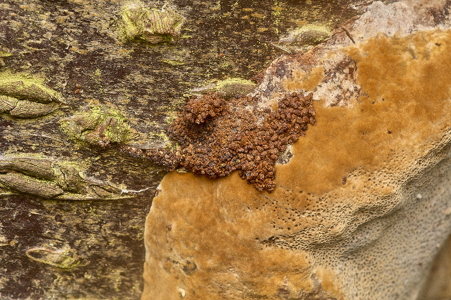 HanworthFungus031024-3