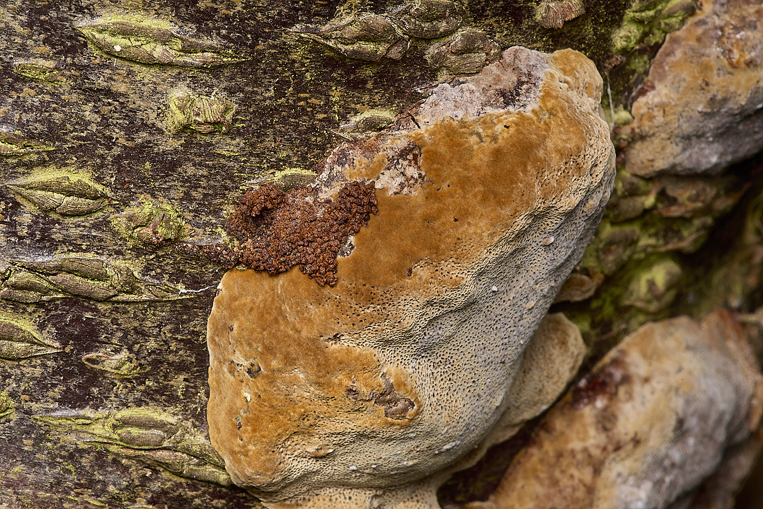 HanworthFungus031024-4