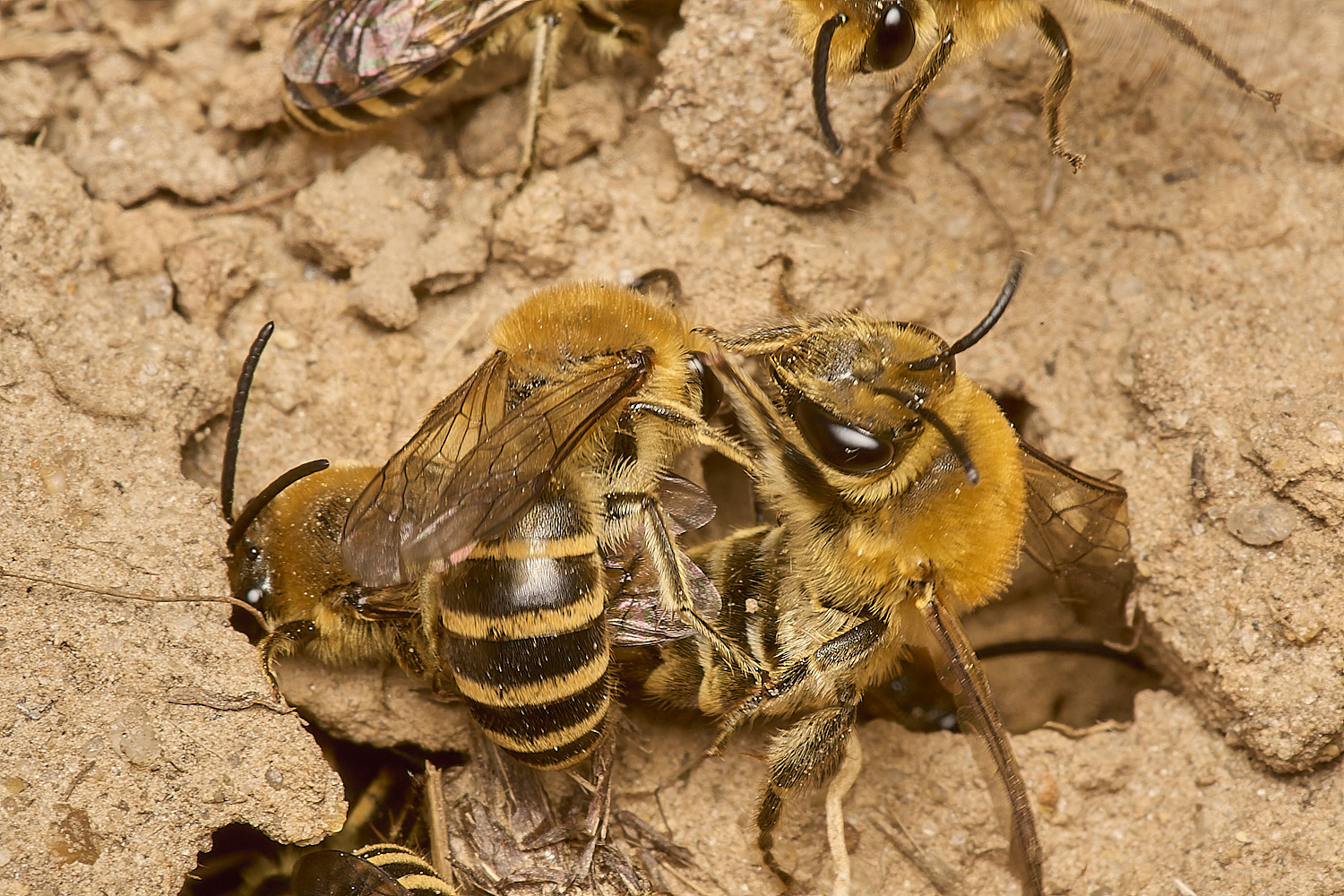 HanworthIvyBee200924-15