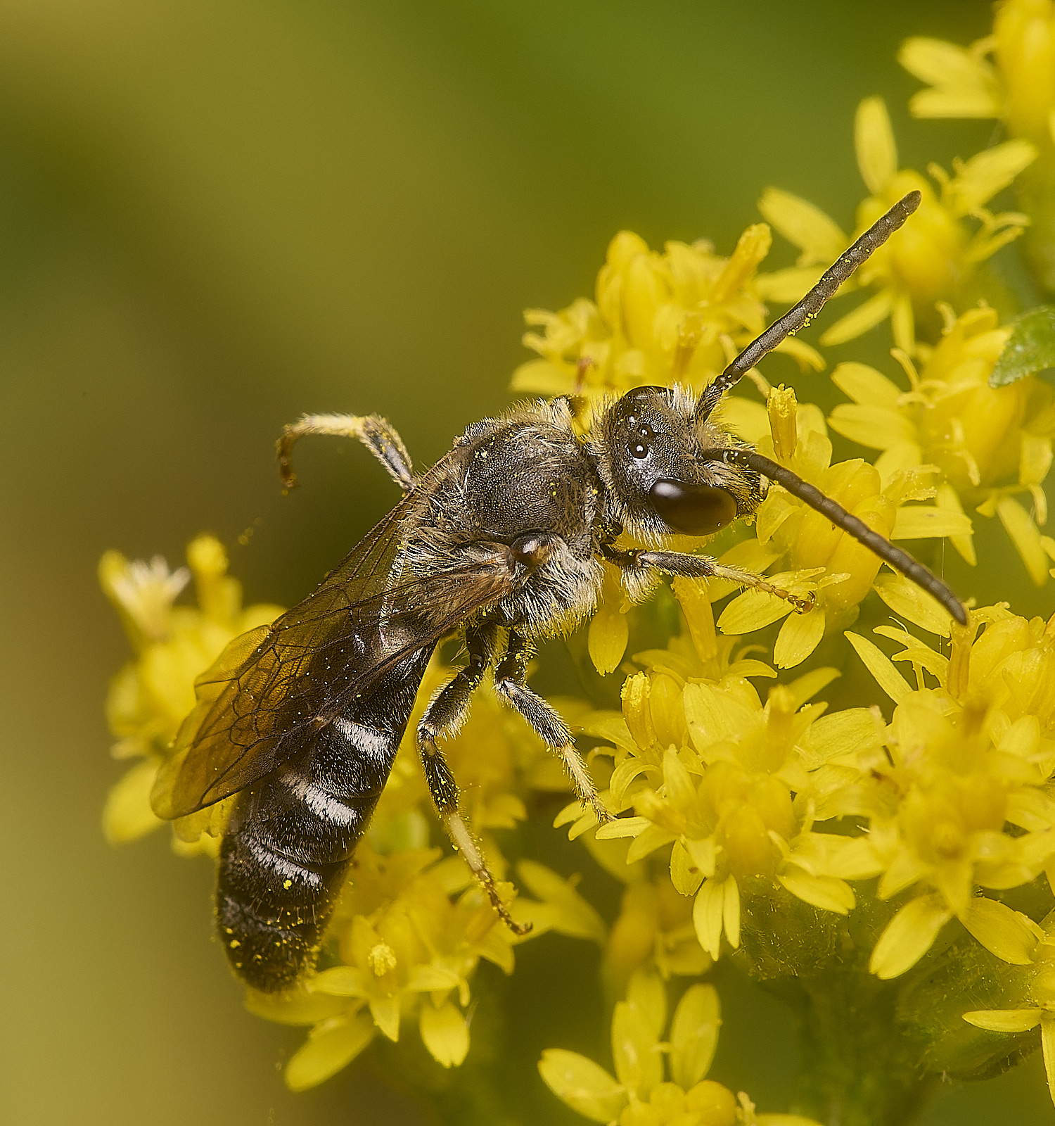 HanworthLasioglossum111024-1