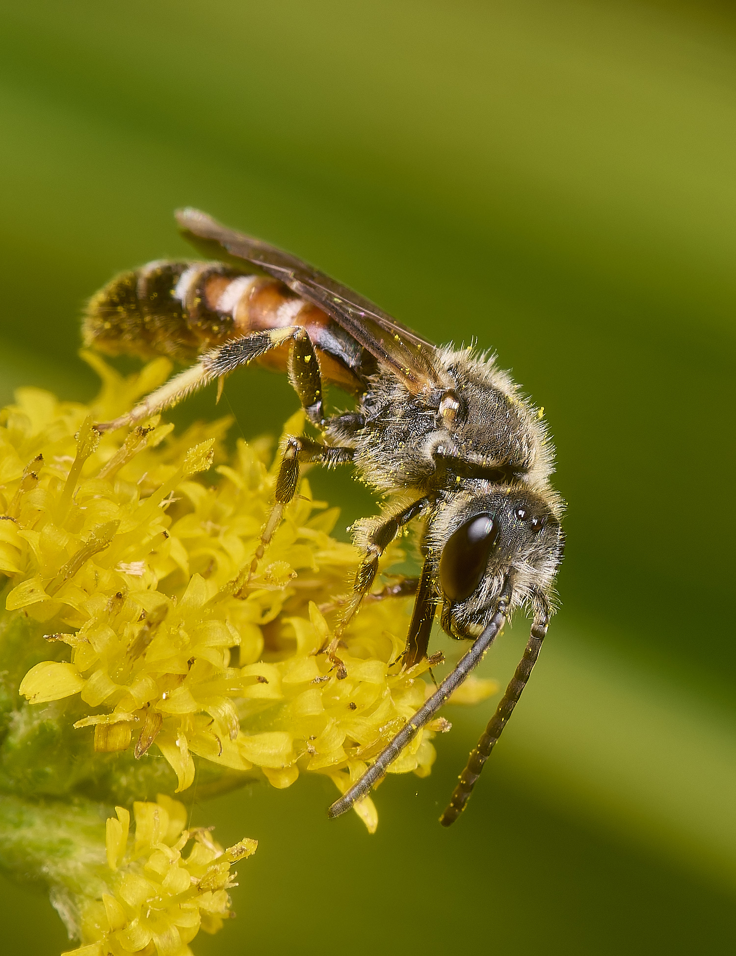 HanworthLasioglossum111024-10