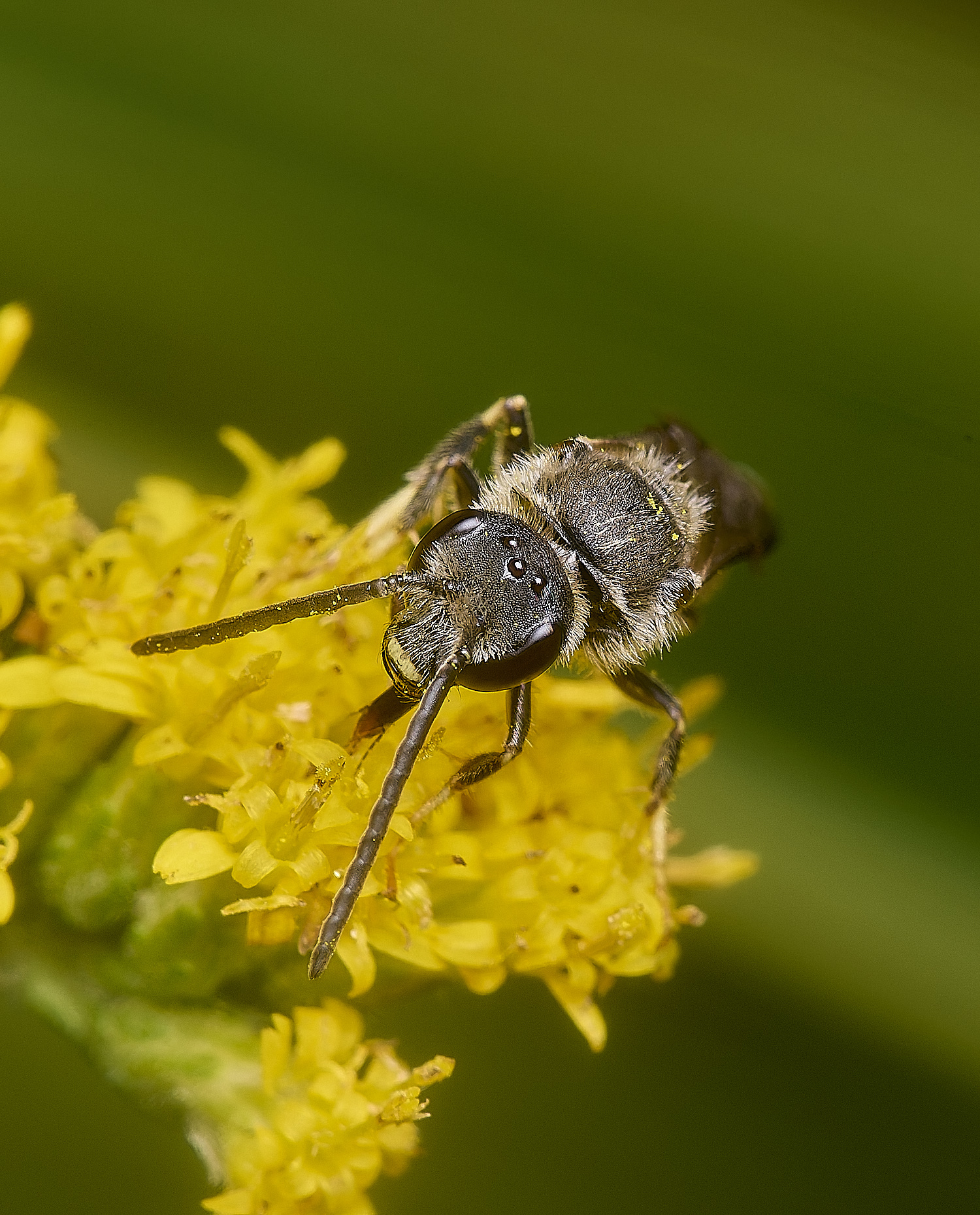 HanworthLasioglossum111024-11