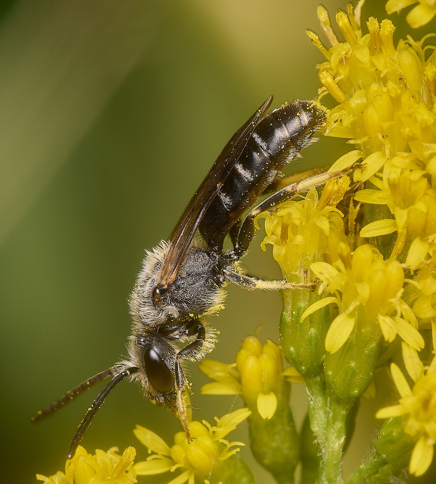 HanworthLasioglossum111024-2