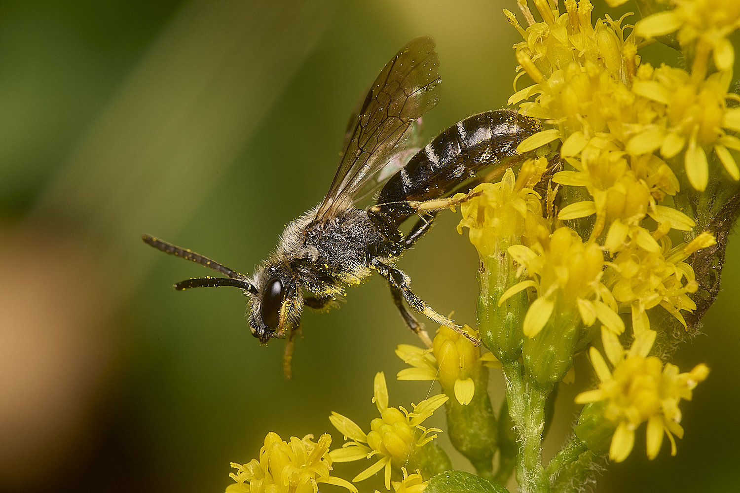 HanworthLasioglossum111024-3