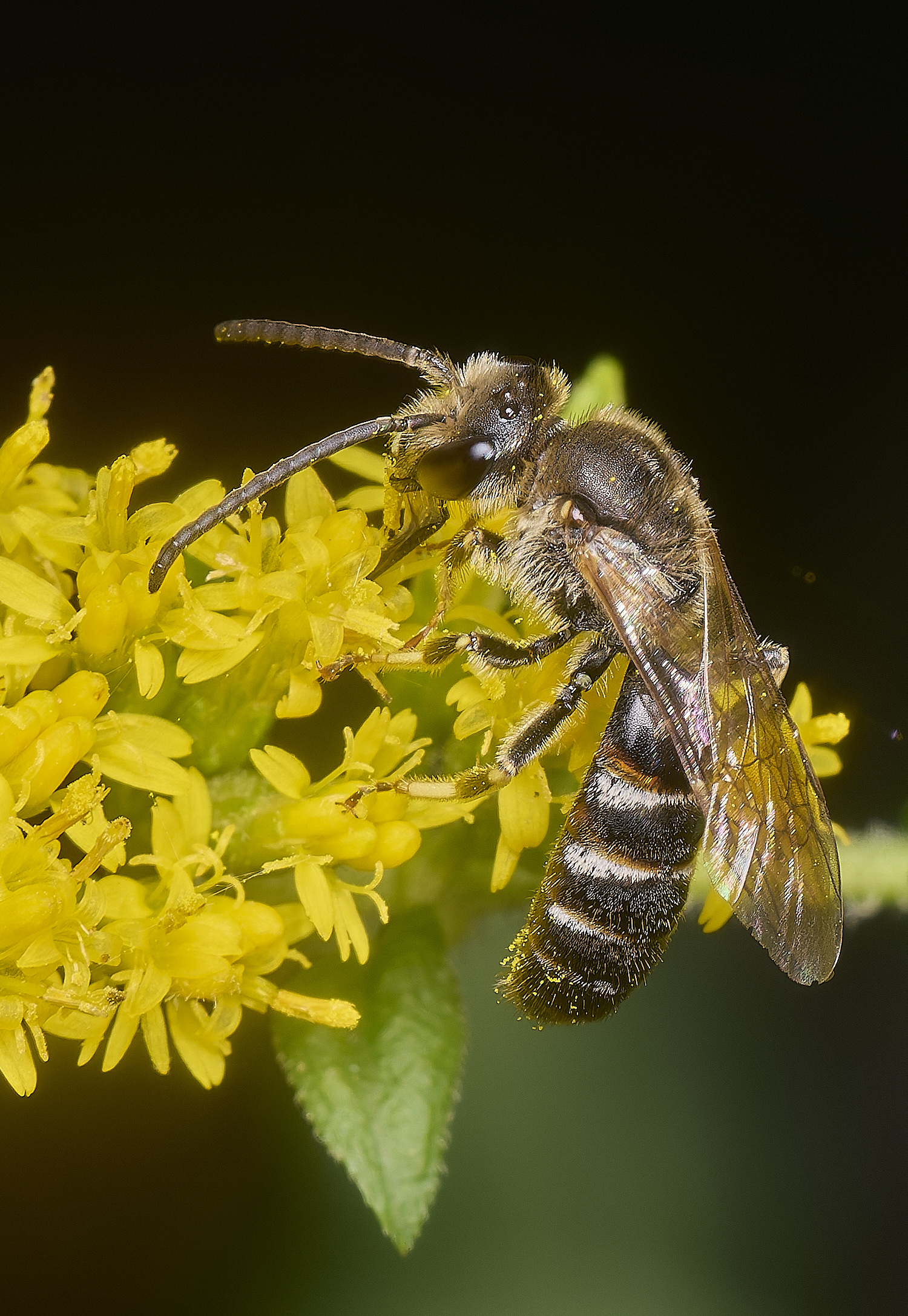 HanworthLasioglossum111024-4