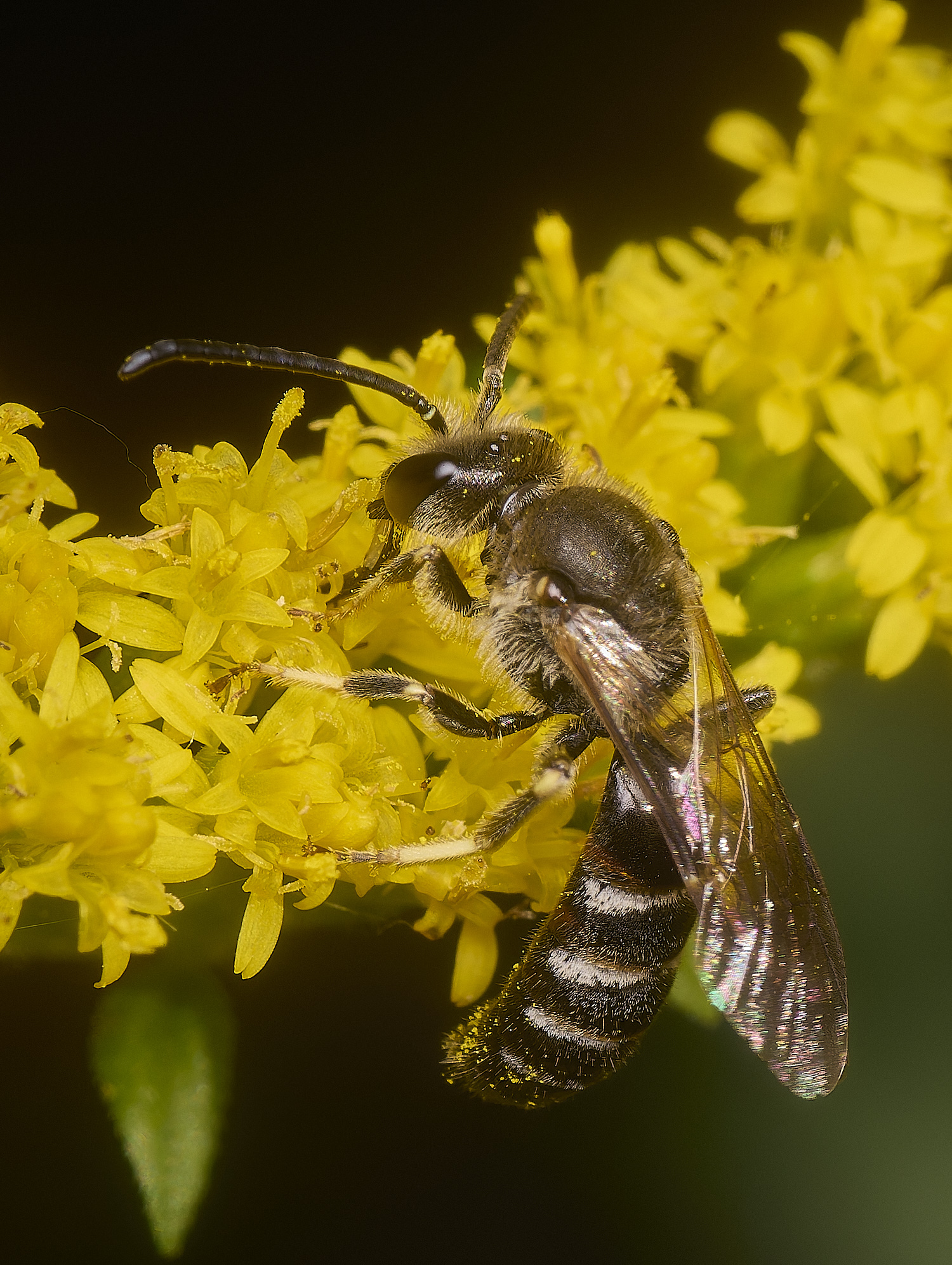 HanworthLasioglossum111024-5