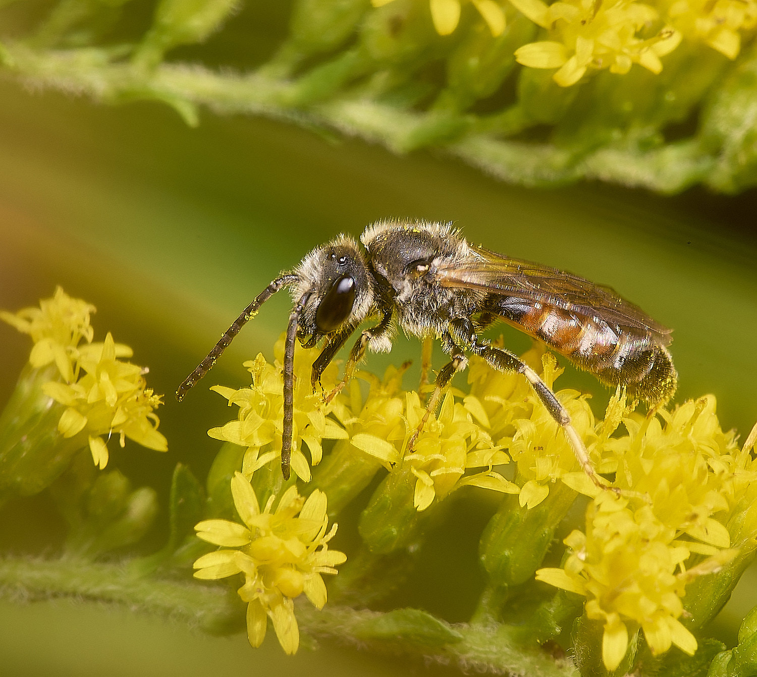 HanworthLasioglossum111024-6