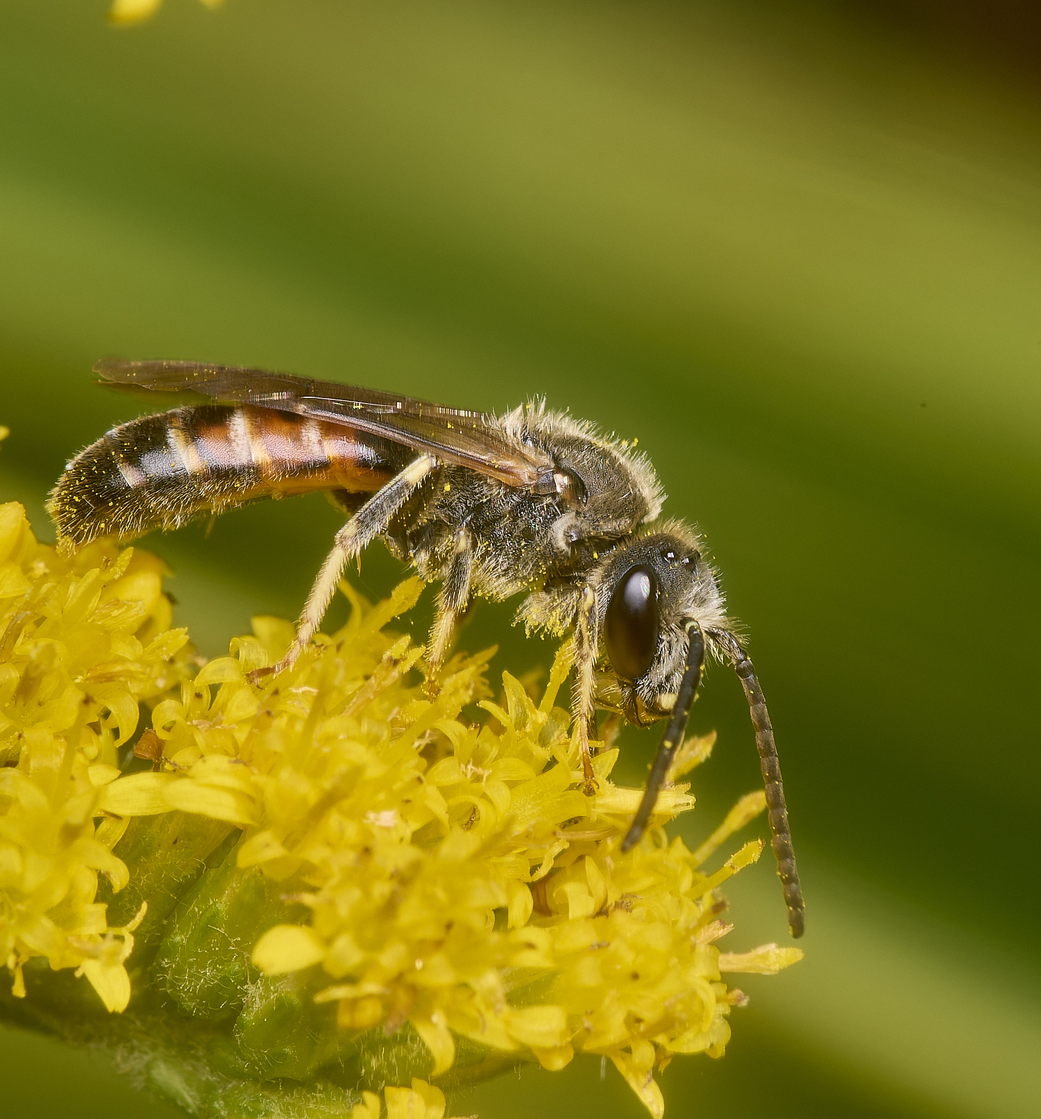 HanworthLasioglossum111024-7