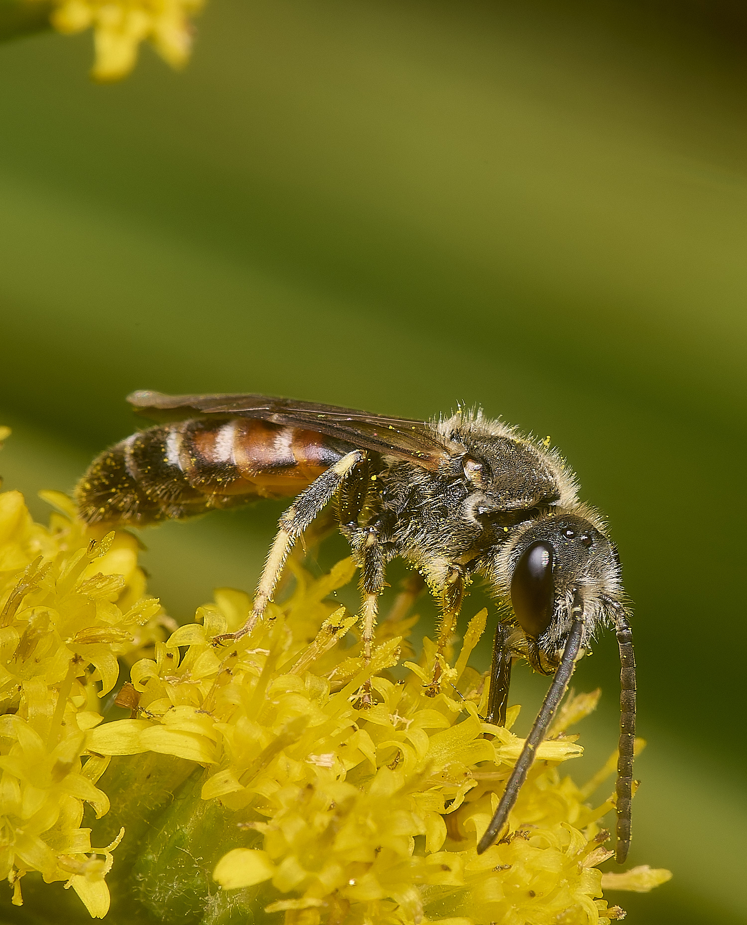 HanworthLasioglossum111024-8