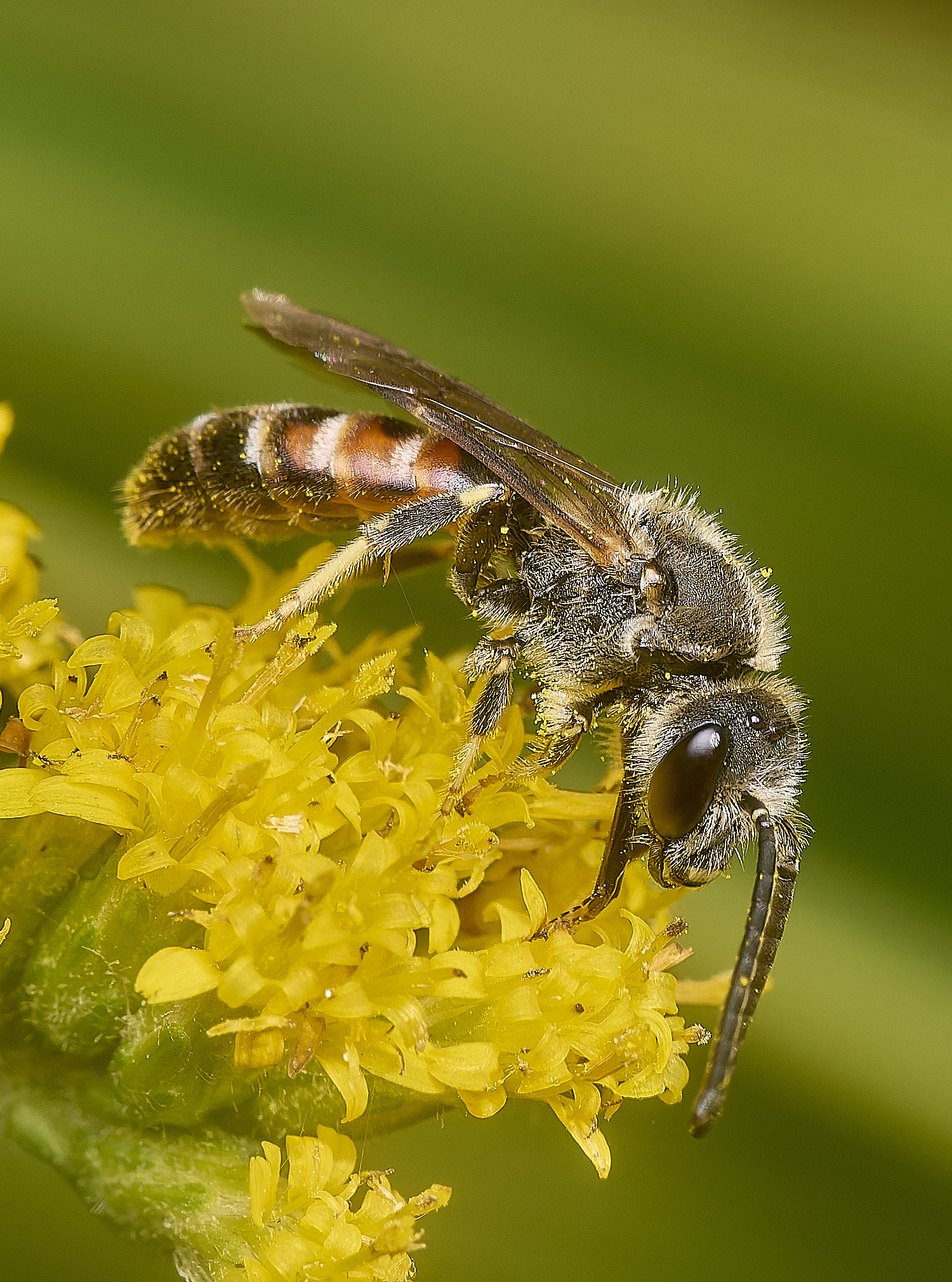 HanworthLasioglossum111024-9