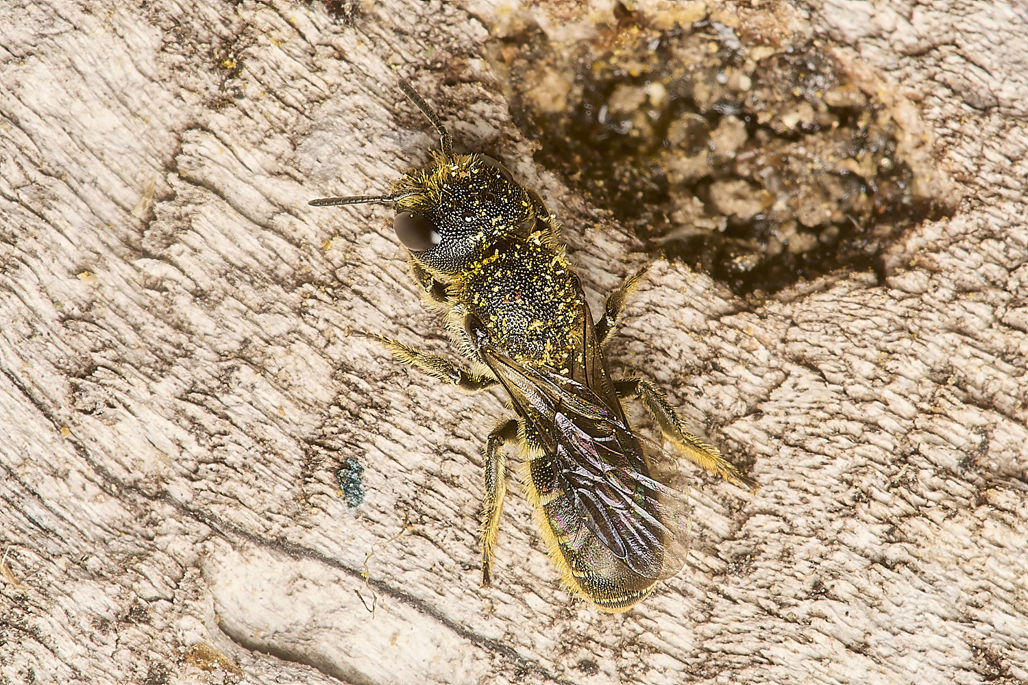 HanworthLittleDarkBee110824-3