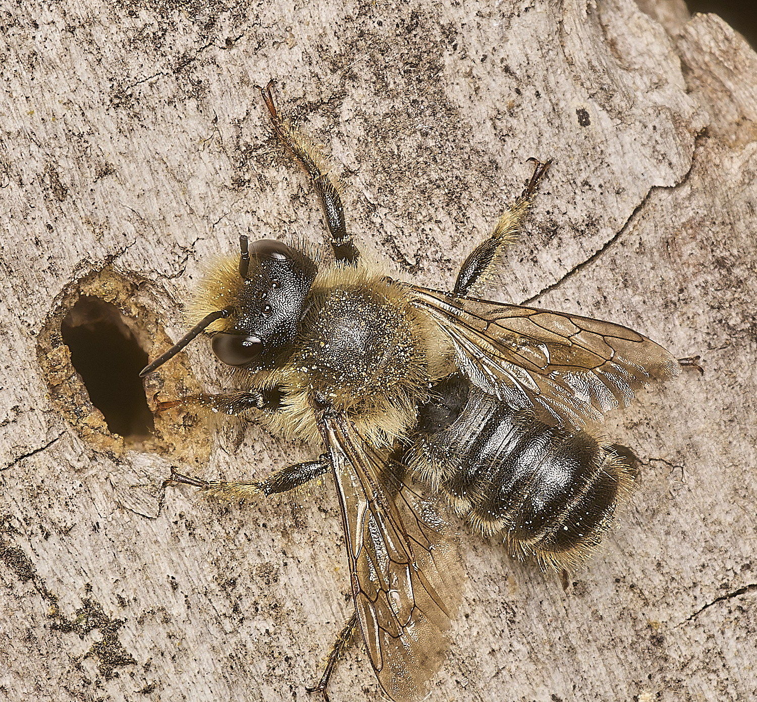 HanworthMegachile100824-1-NEF-