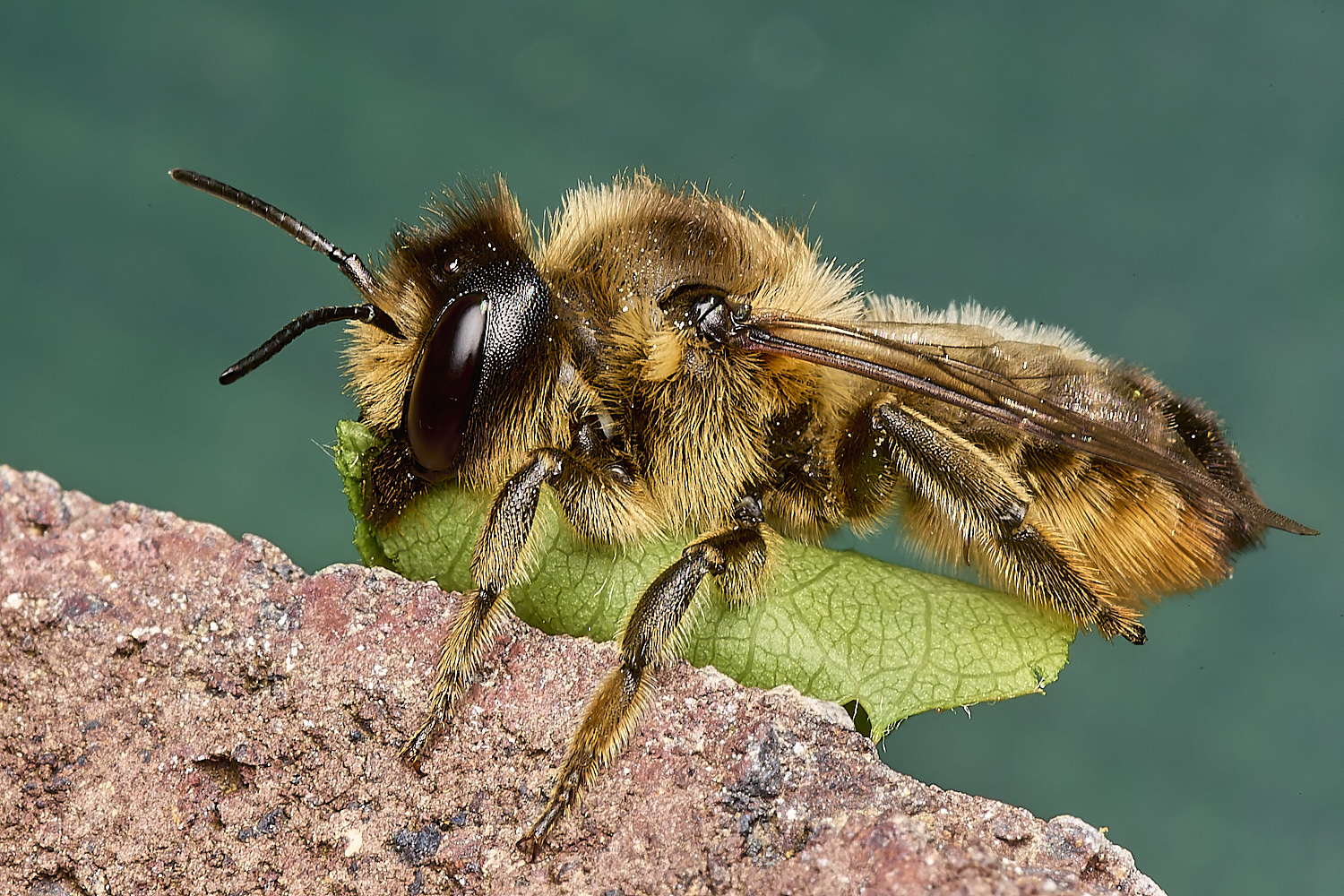 HanworthMegachile110824-1