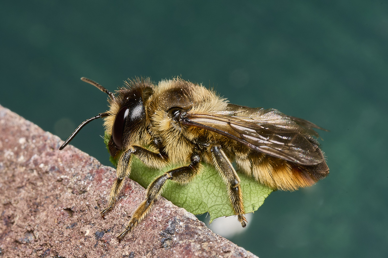 HanworthMegachile110824-2