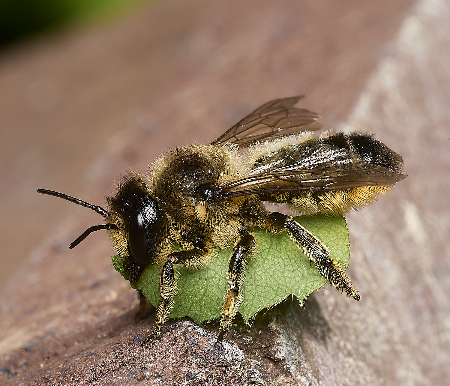 HanworthMegachile110824-3