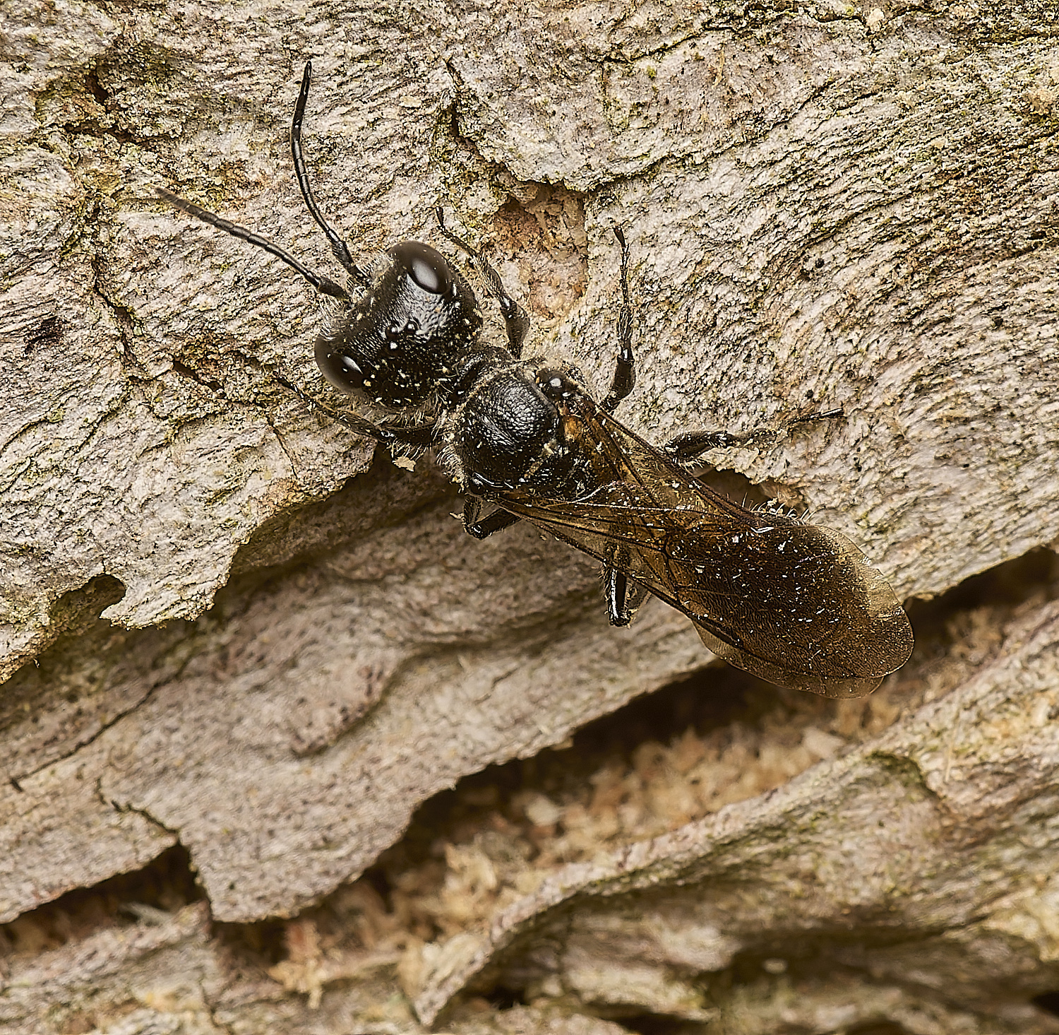 HanworthMourningWasp280724-2