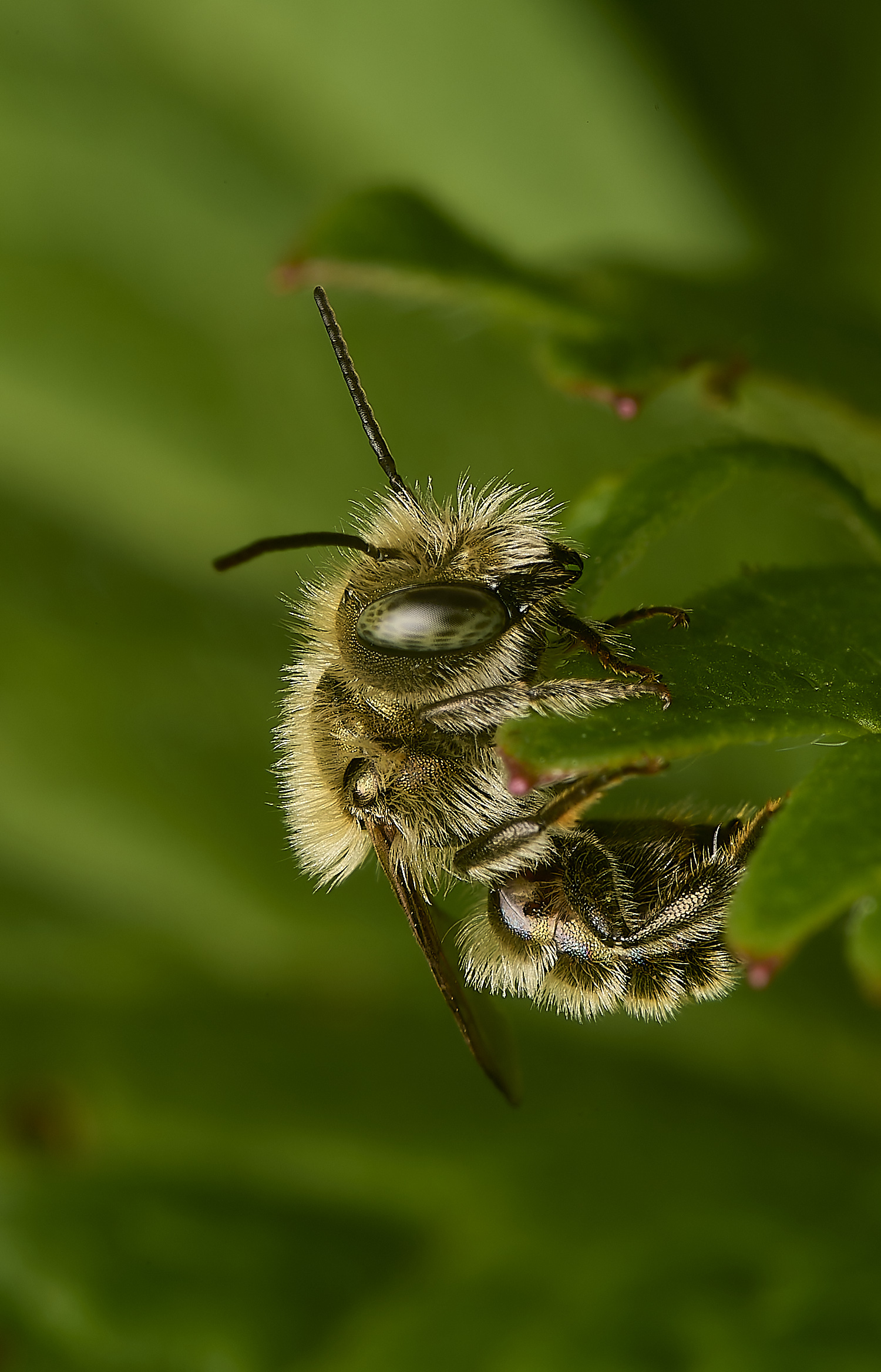 HanworthOsmia290524-5