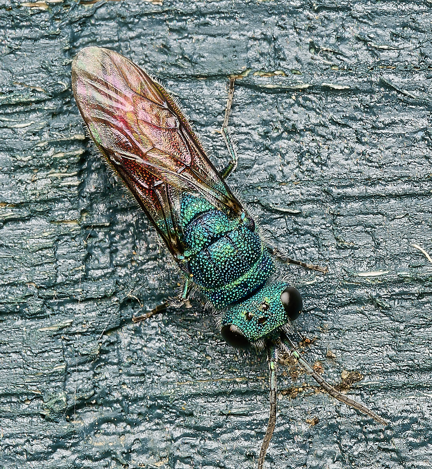 HanworthRuby-tailedWasp100824-2-NEF-