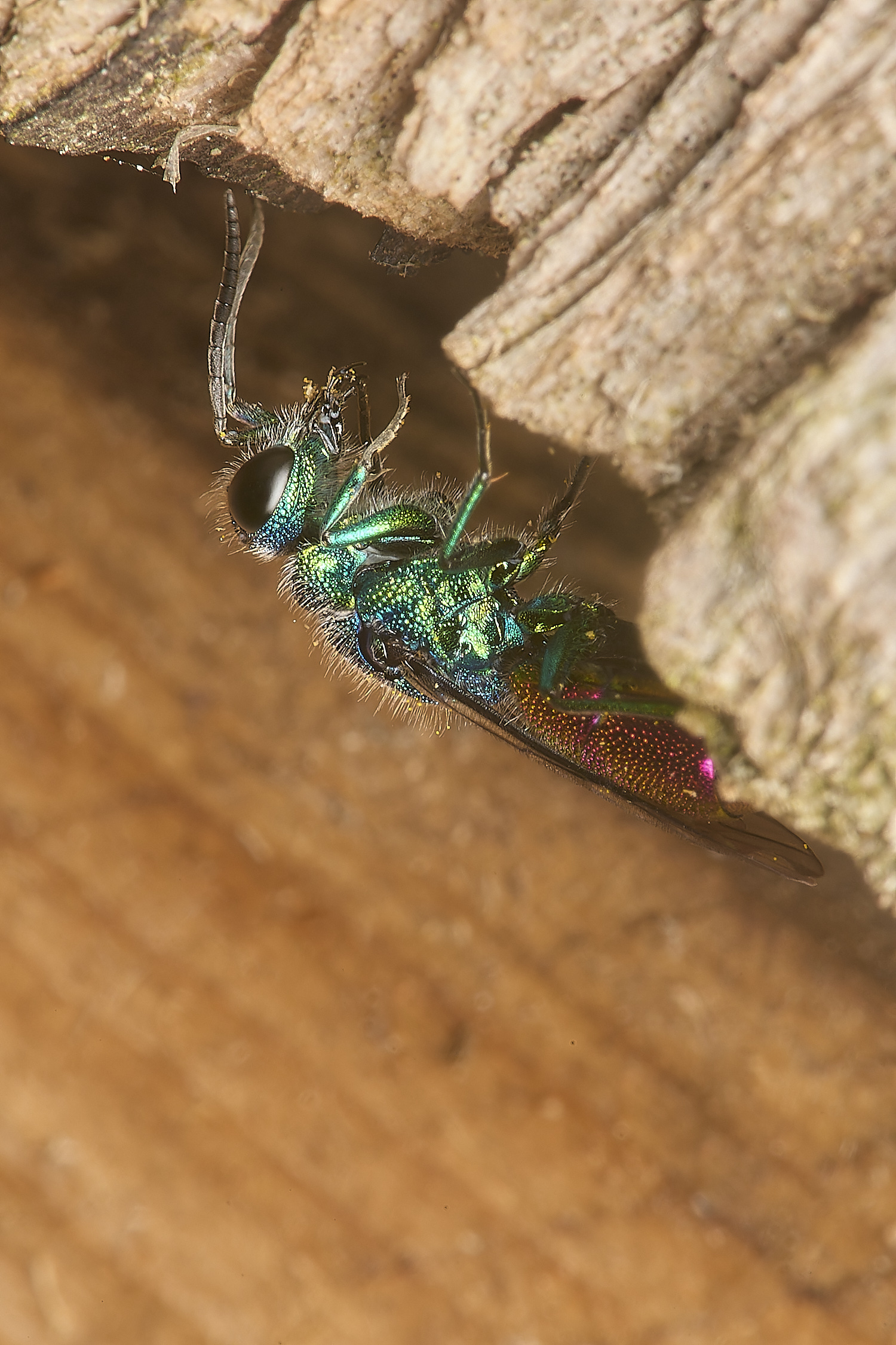 HanworthRuby-tailedWasp120824-1