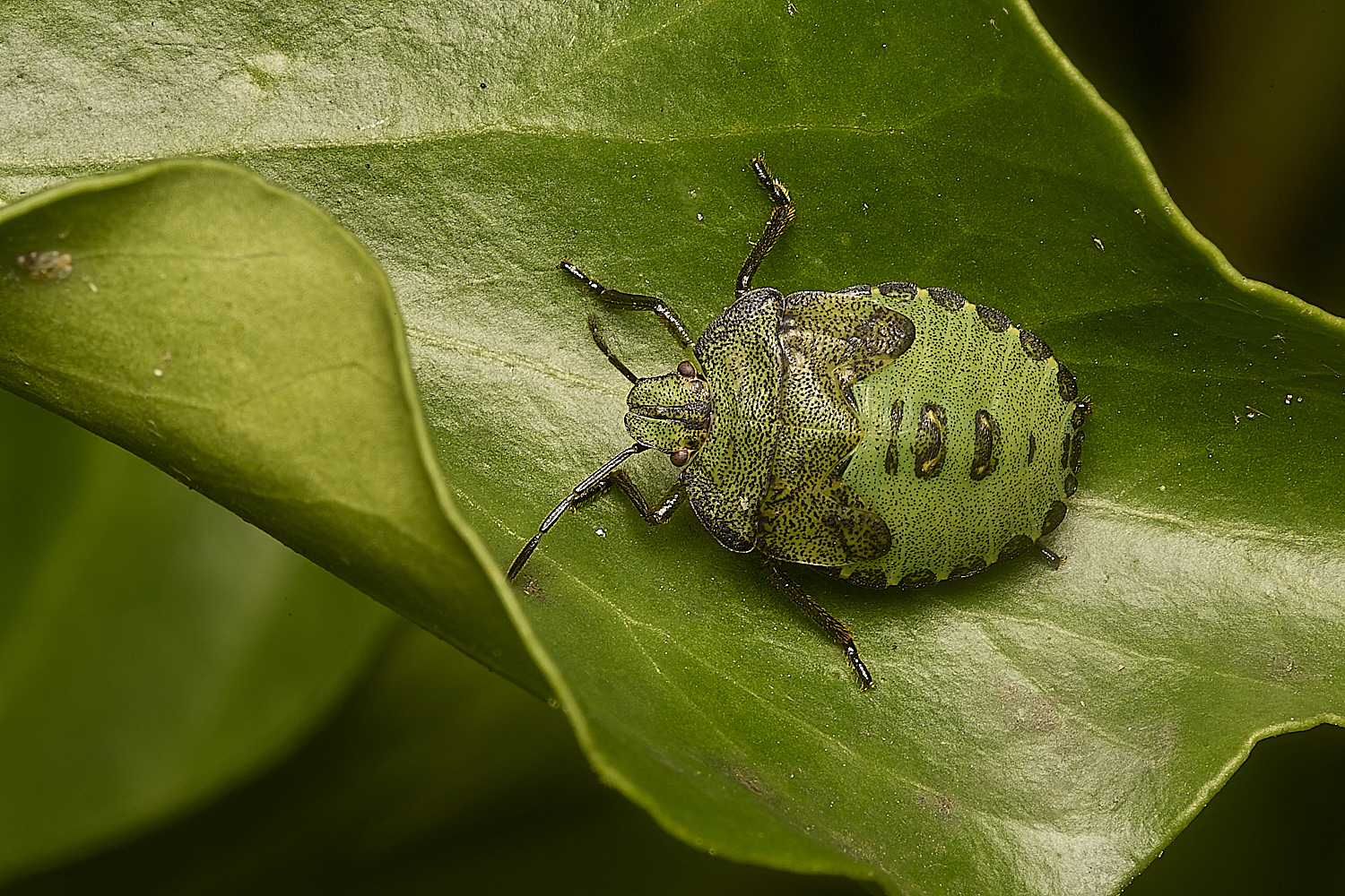 HanworthShieldbug031024-1