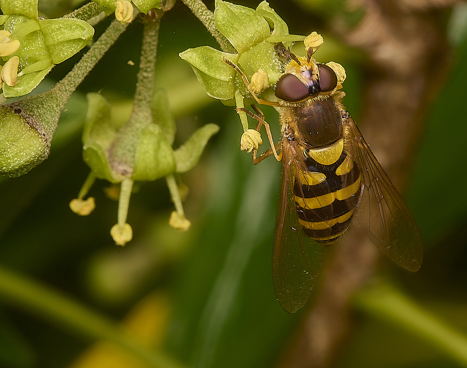 HanworthSyrphus031024-1